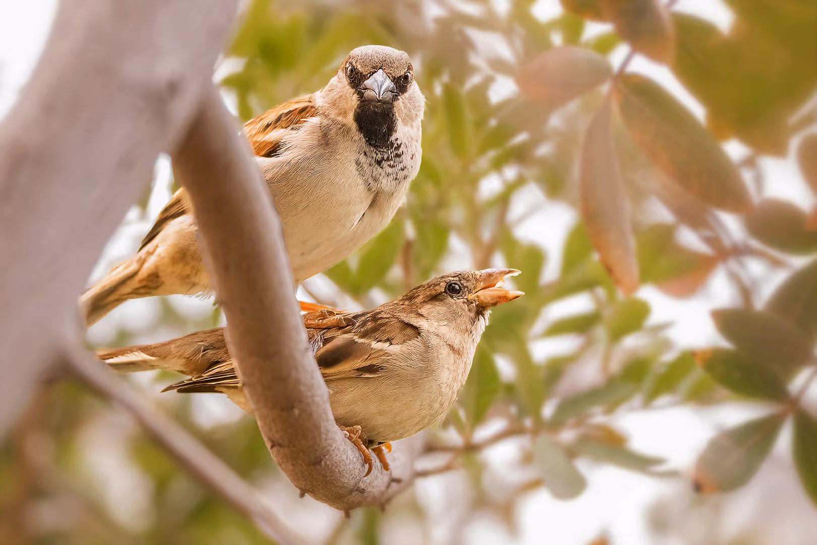 דרור בית במבט כעוס בזמן הזדווגות