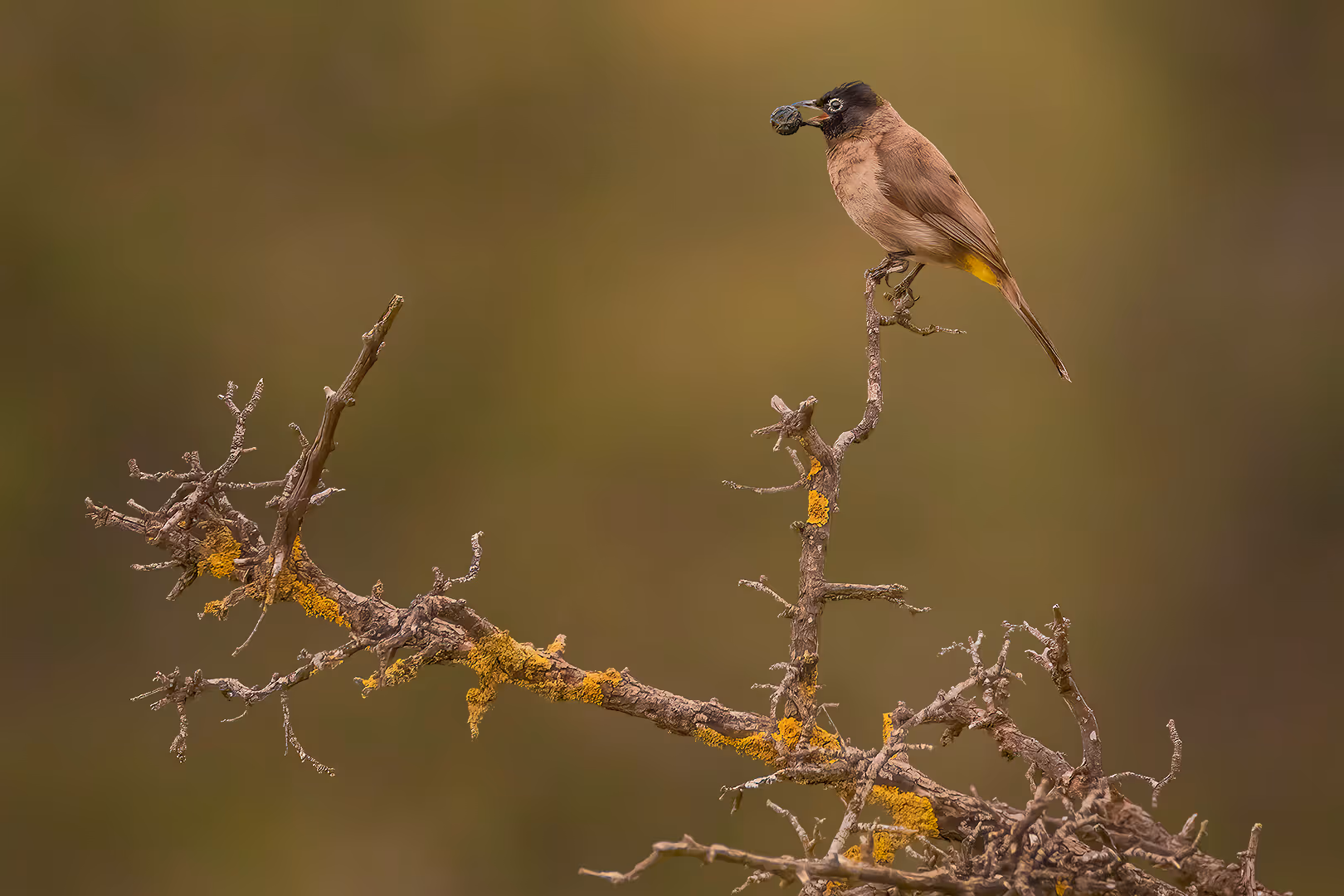 בולבול עם פרי על ענף מהודר