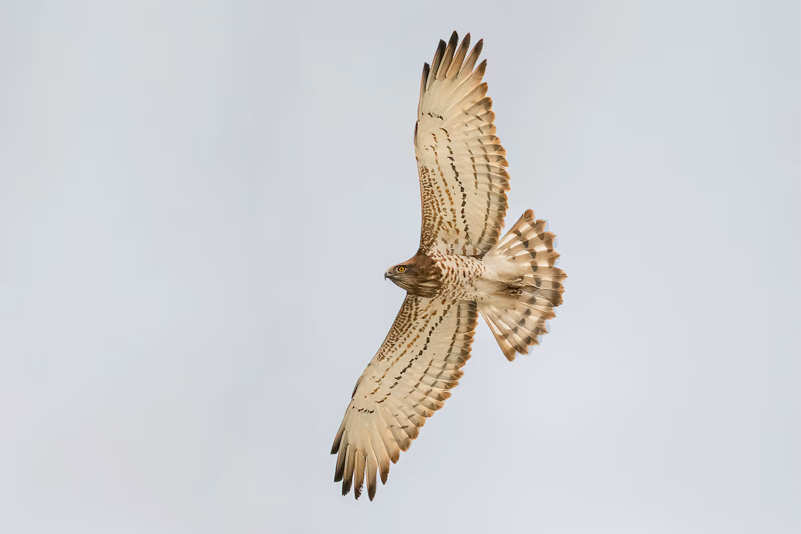 חיוויאי הנחשים בתעופה