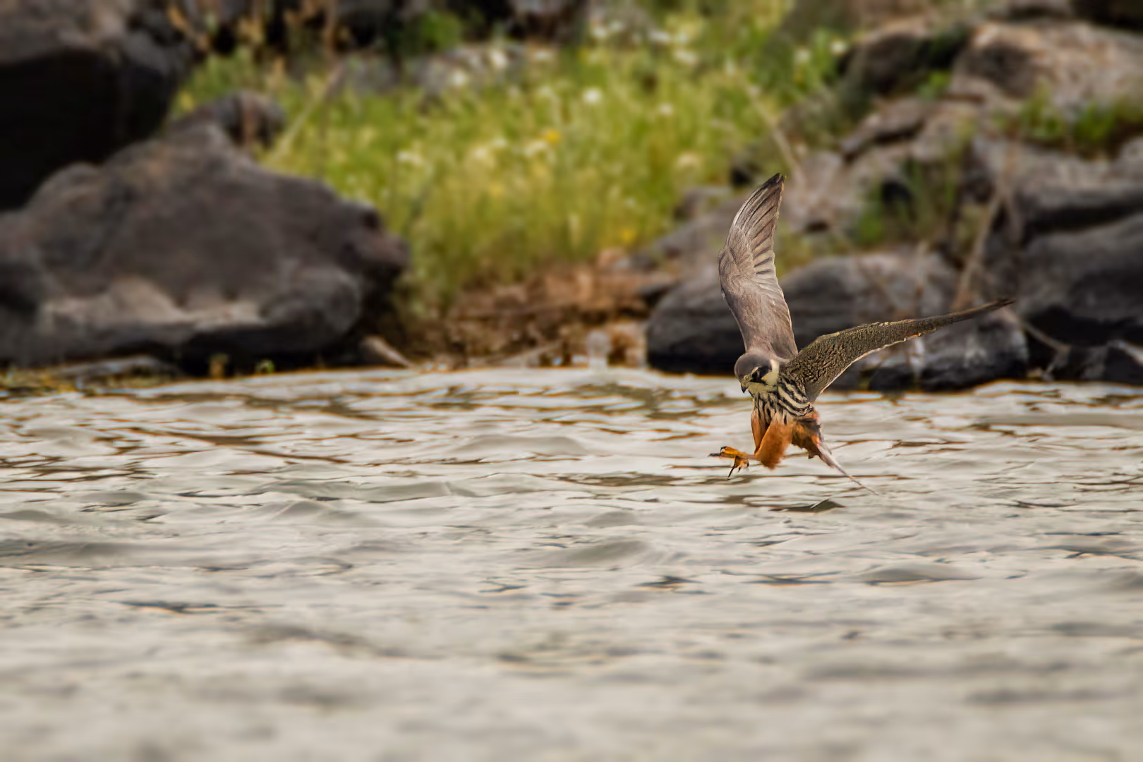 בז עצים צד חרקים על גבי המים