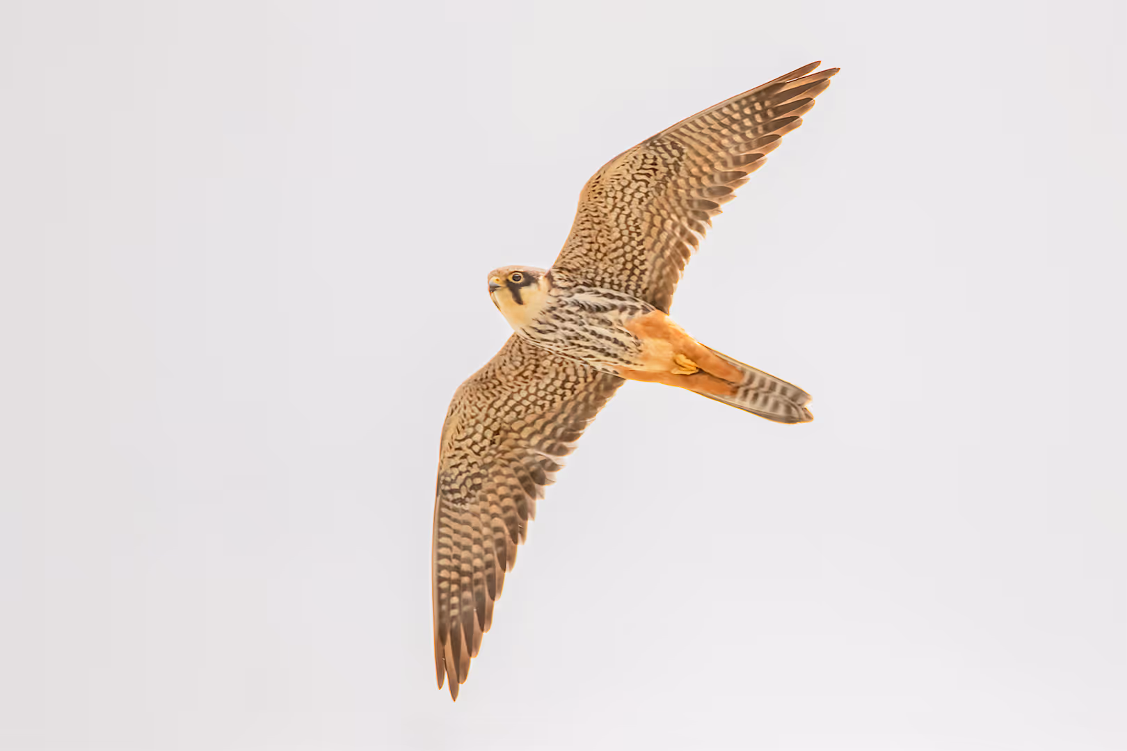 בז עצים בתעופה