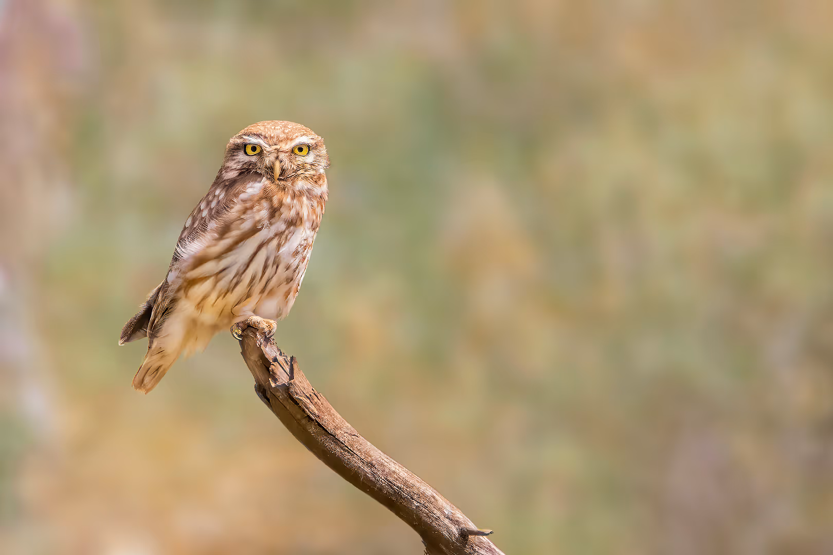 כוס חורבות על ענף