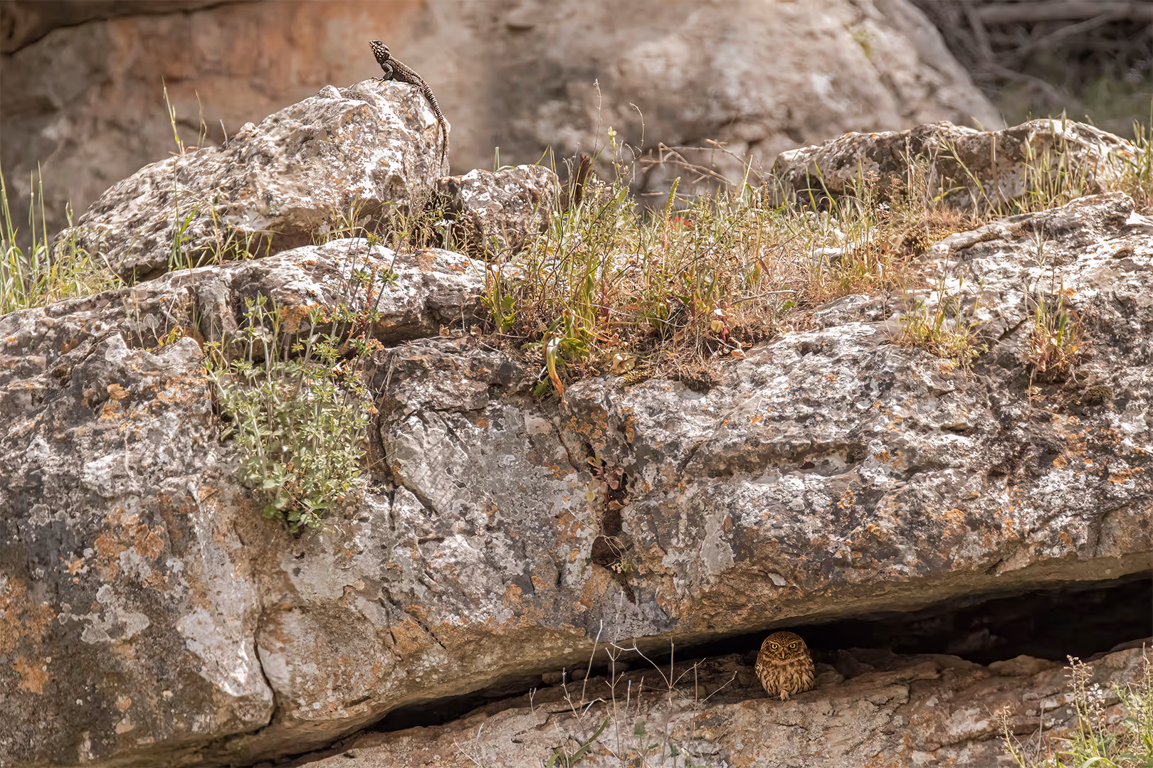כוס חורבות וחרדון מצוי