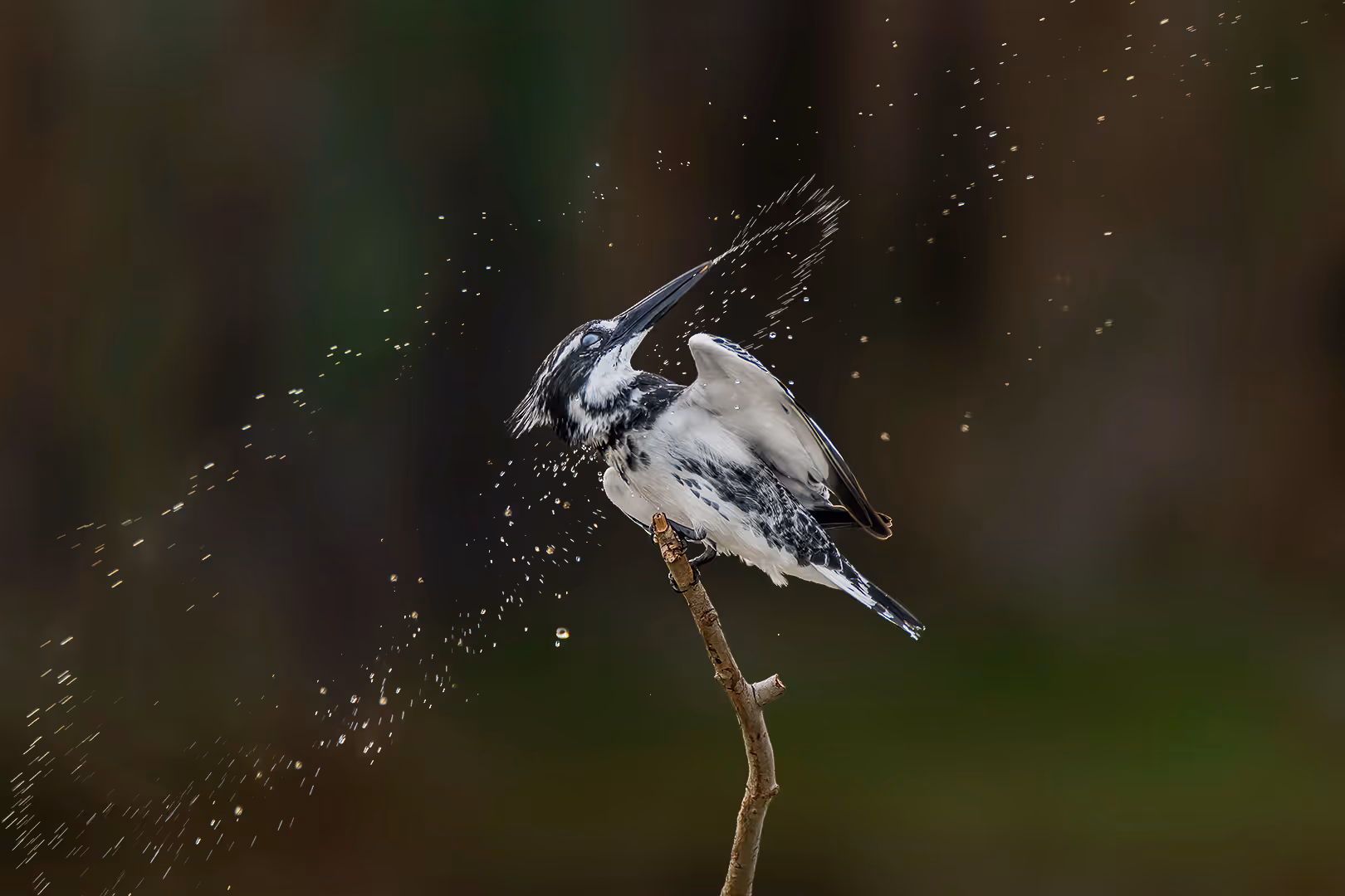 פרפור עקוד מתנער ממים על ענף 