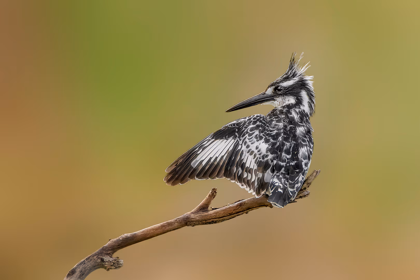 פרפור עקוד מצביע לאחור