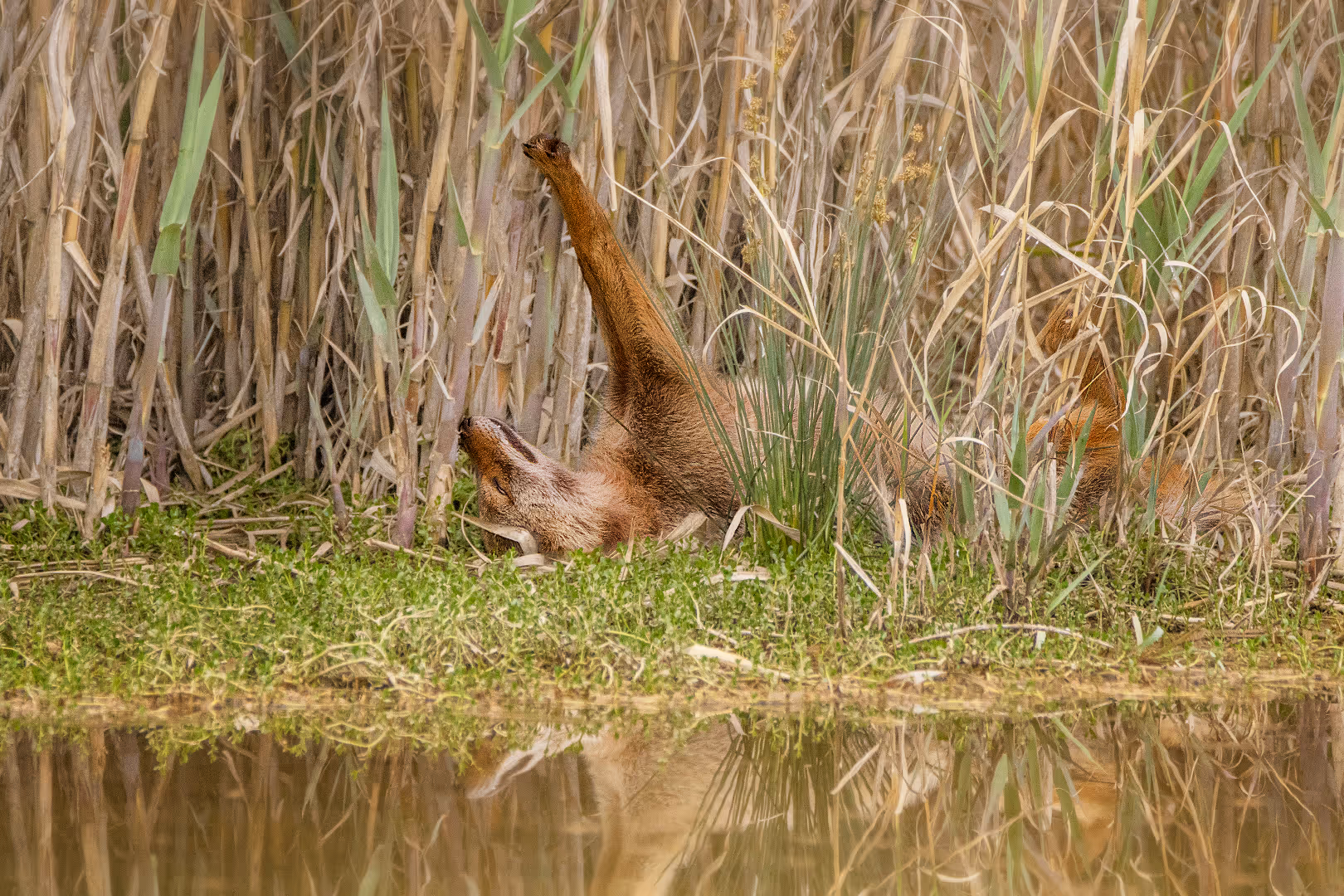 תן זהוב שוכב על הגב