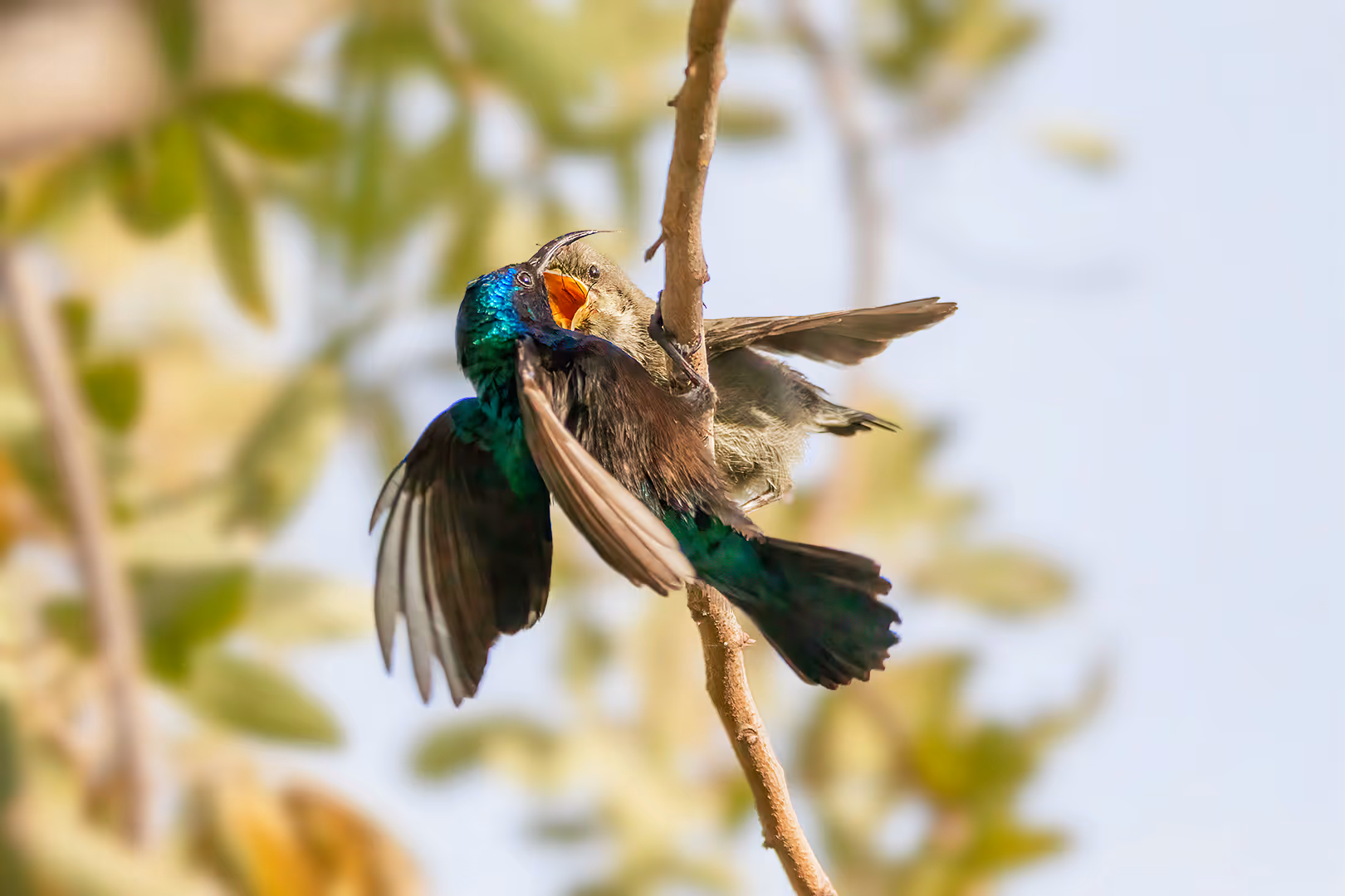 צופית בוהקת מאכילה פרחון