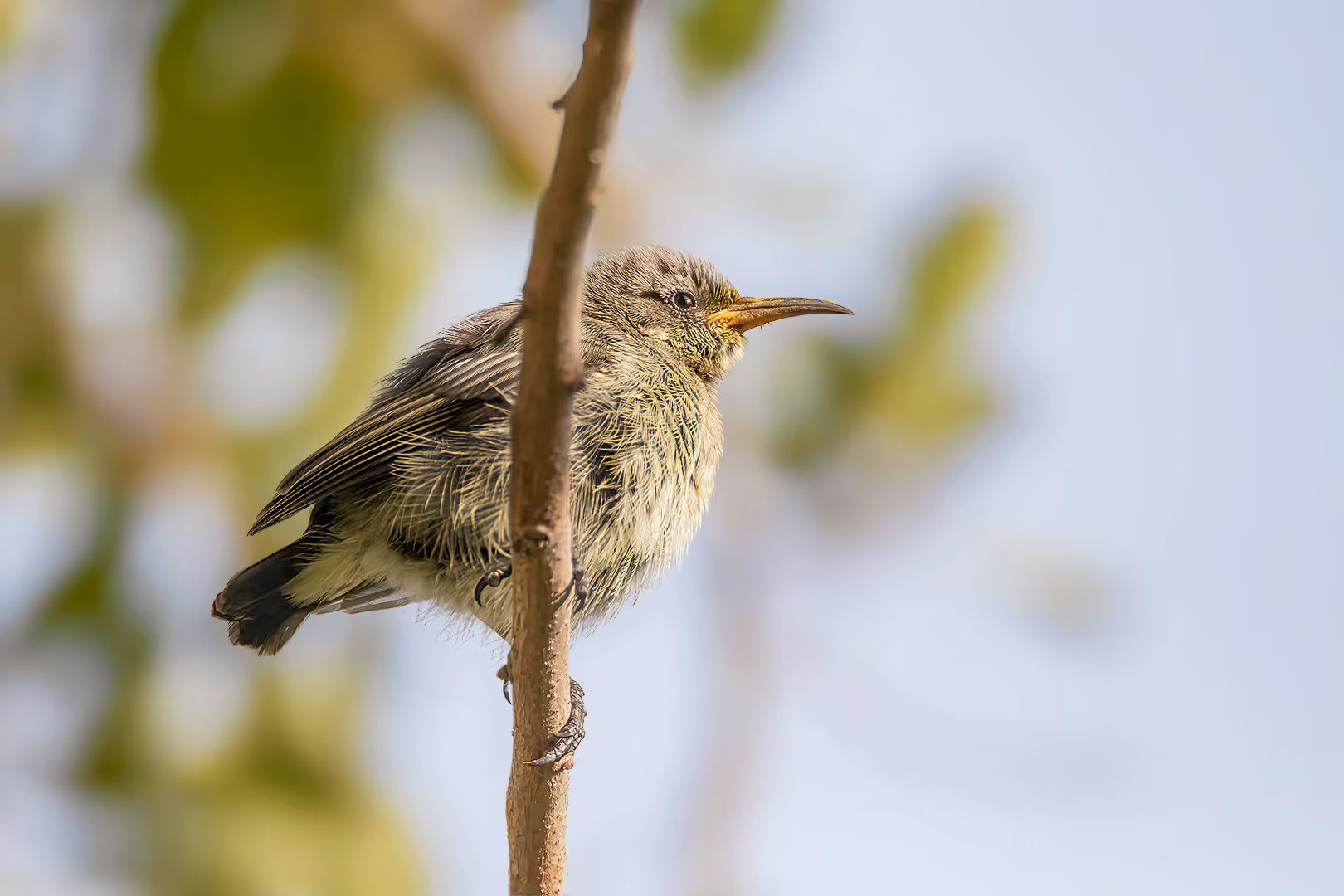 צופית בוהקת נקבה בתקריב