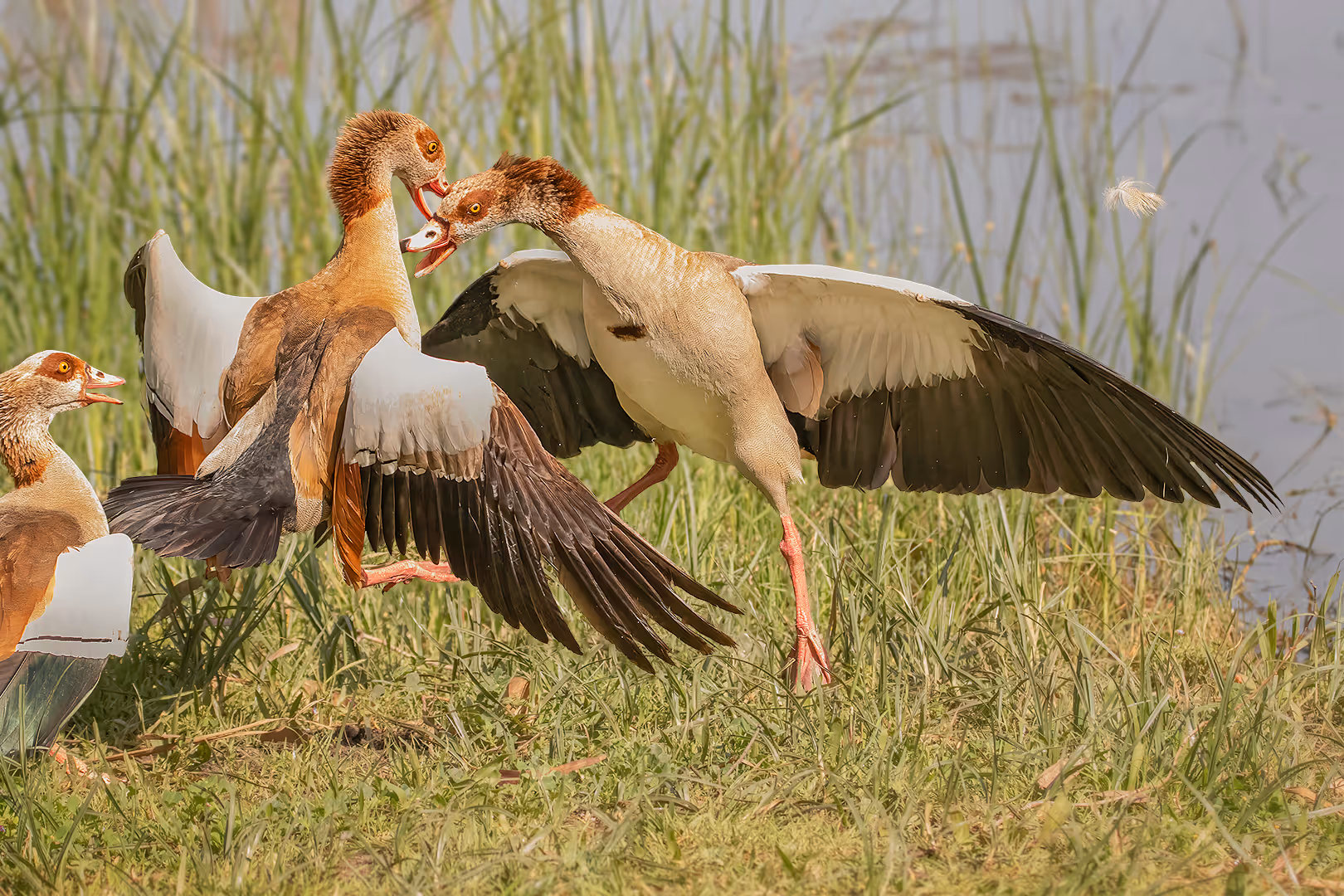 יאורית מצרית בקרב טריטוריה