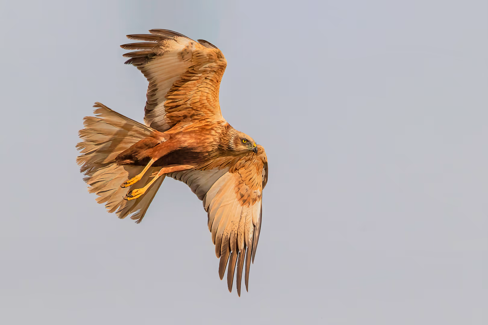 זרון סוף בתעופה