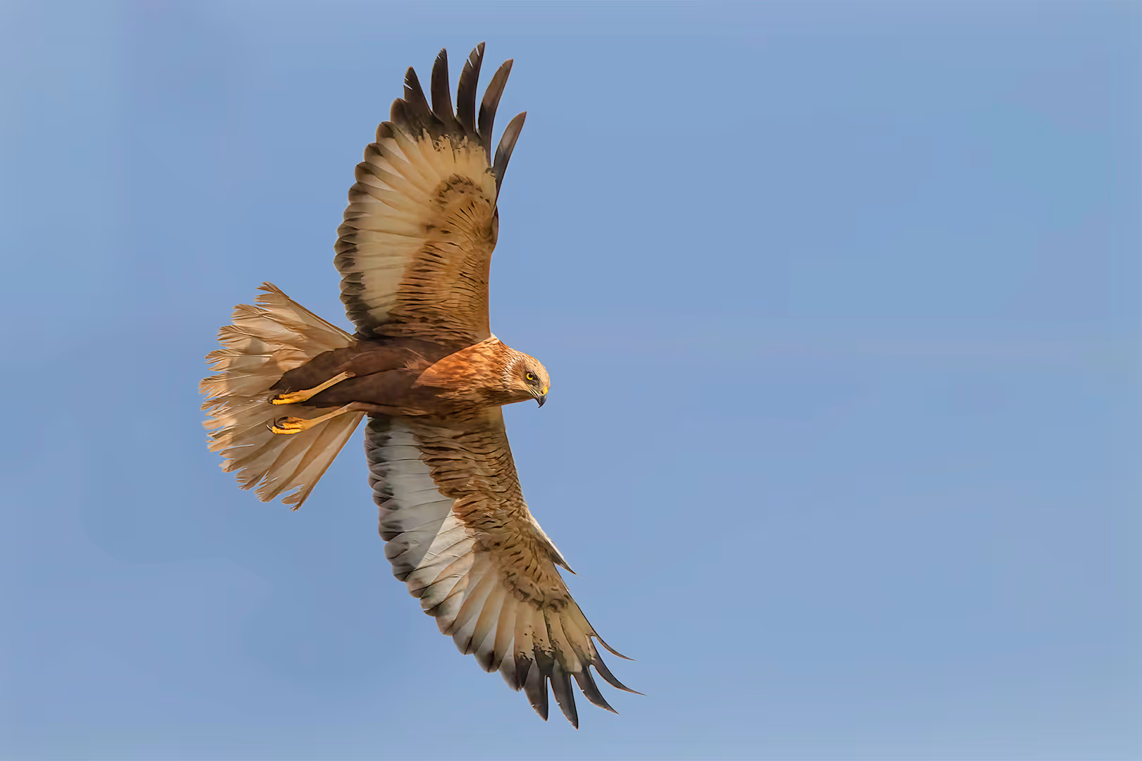 זרון סוף בפריסת כנפיים בתעופה