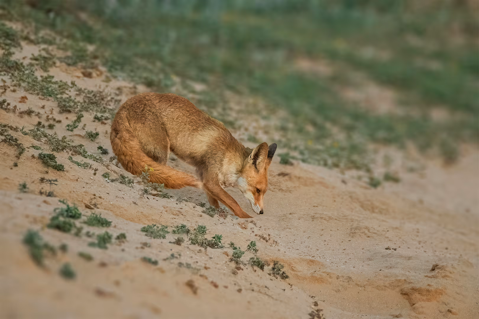 שועל מצוי מרחרח