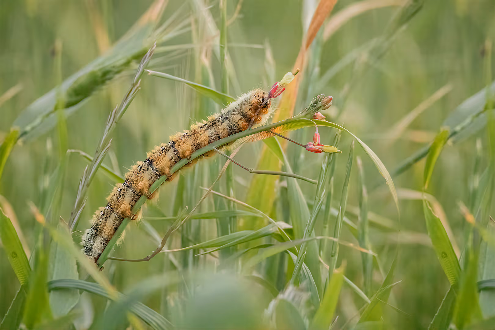 טוואי לסיוקמפה על פרח