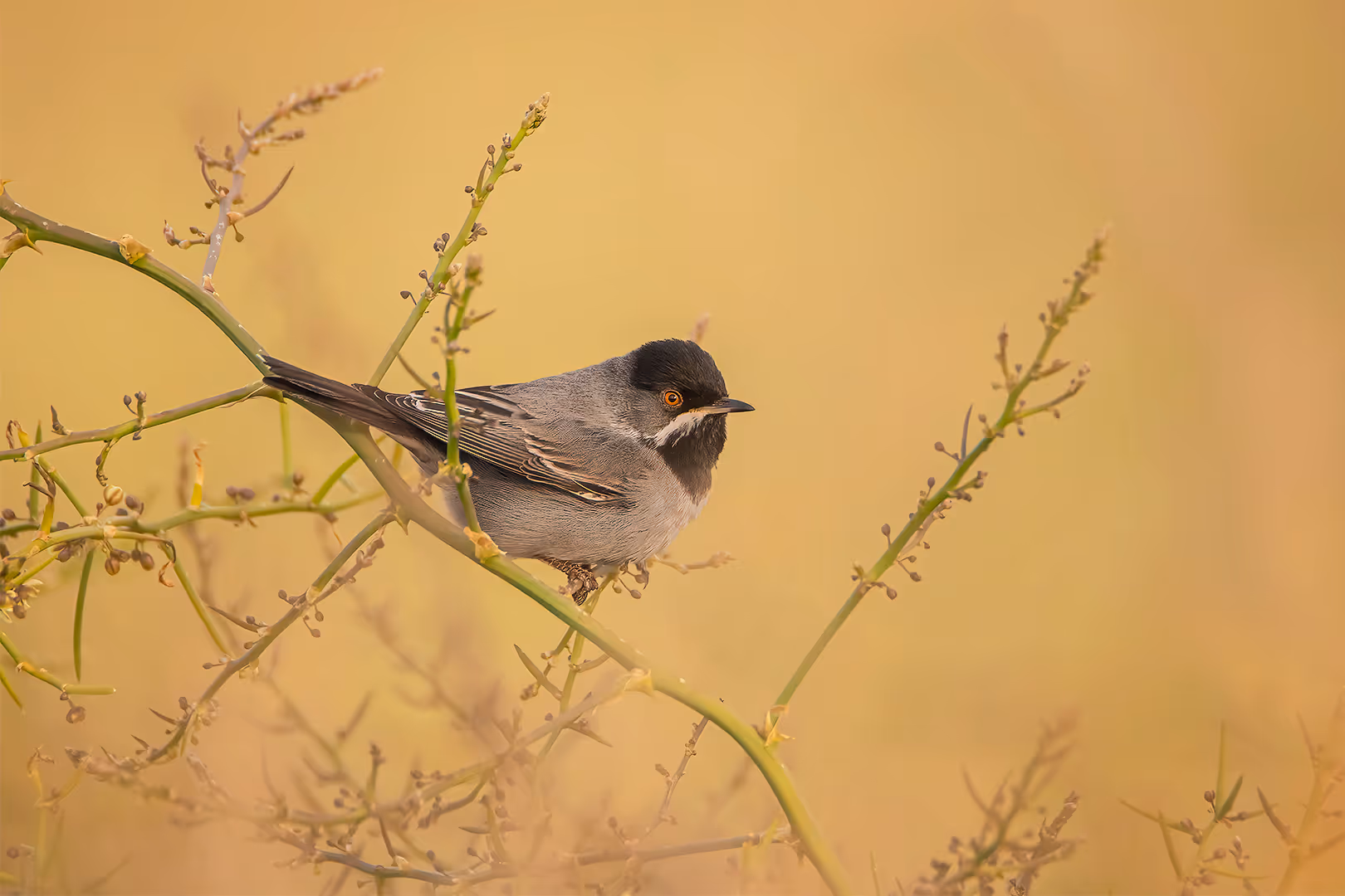 סבכי שחור-גרון על ענף