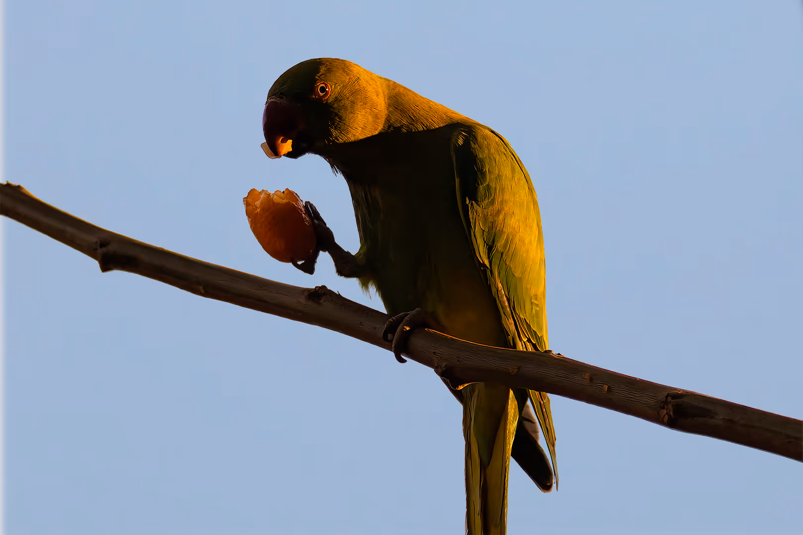 דררה אוכלת תפוז סיני על ענף בתאורה דרמטית