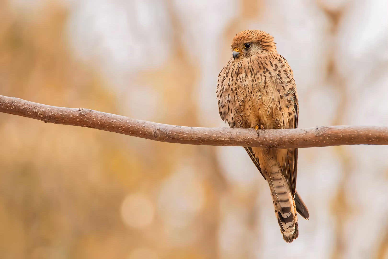בז אדום נקבה על ענף