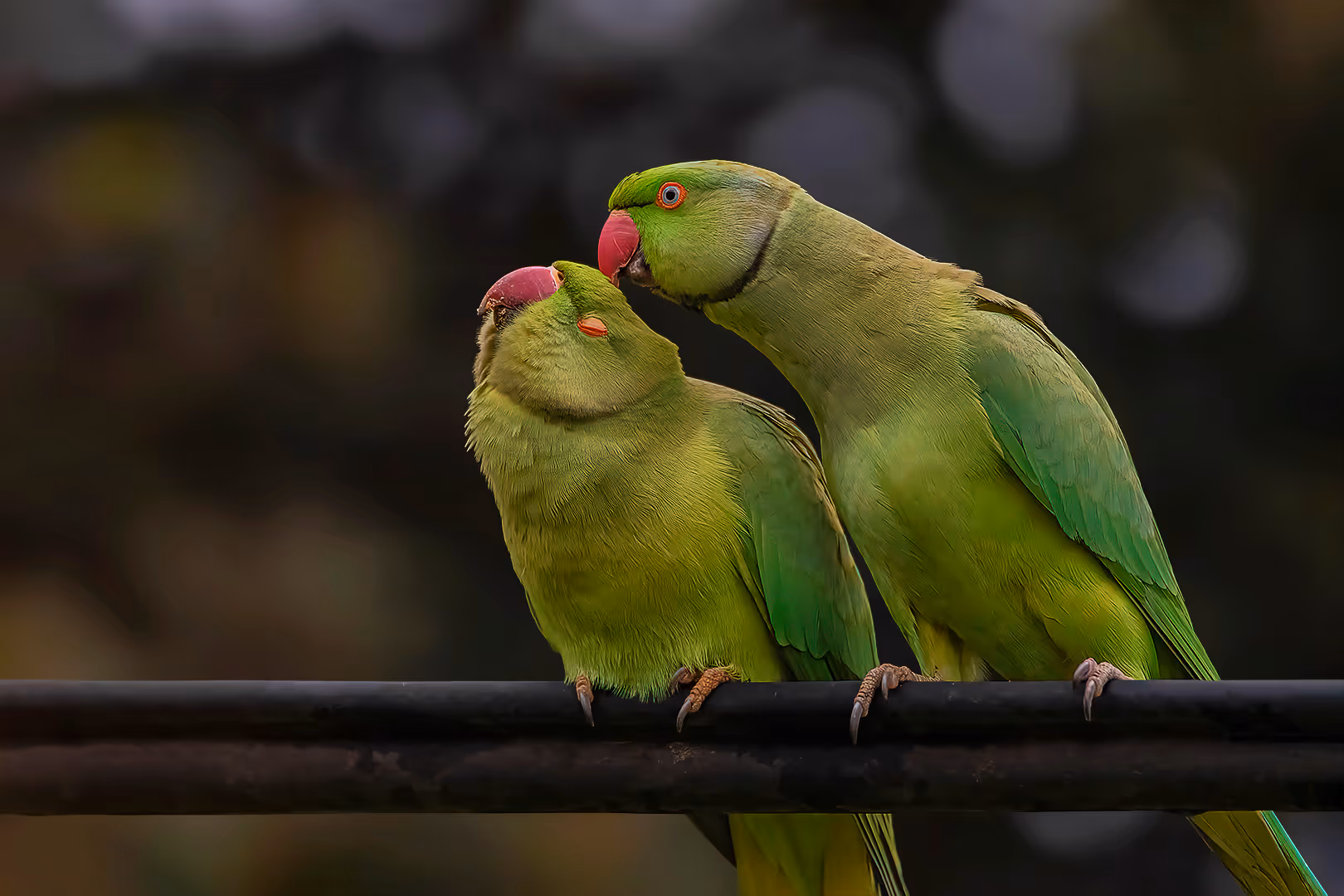 זוג דררות מתלטפות