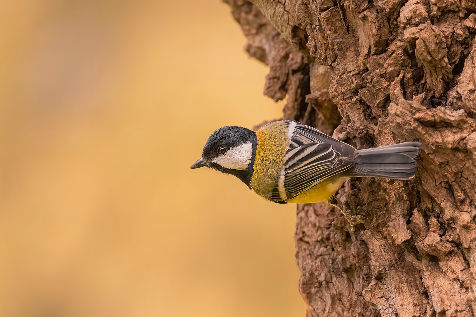 ירגזי מצוי על עץ