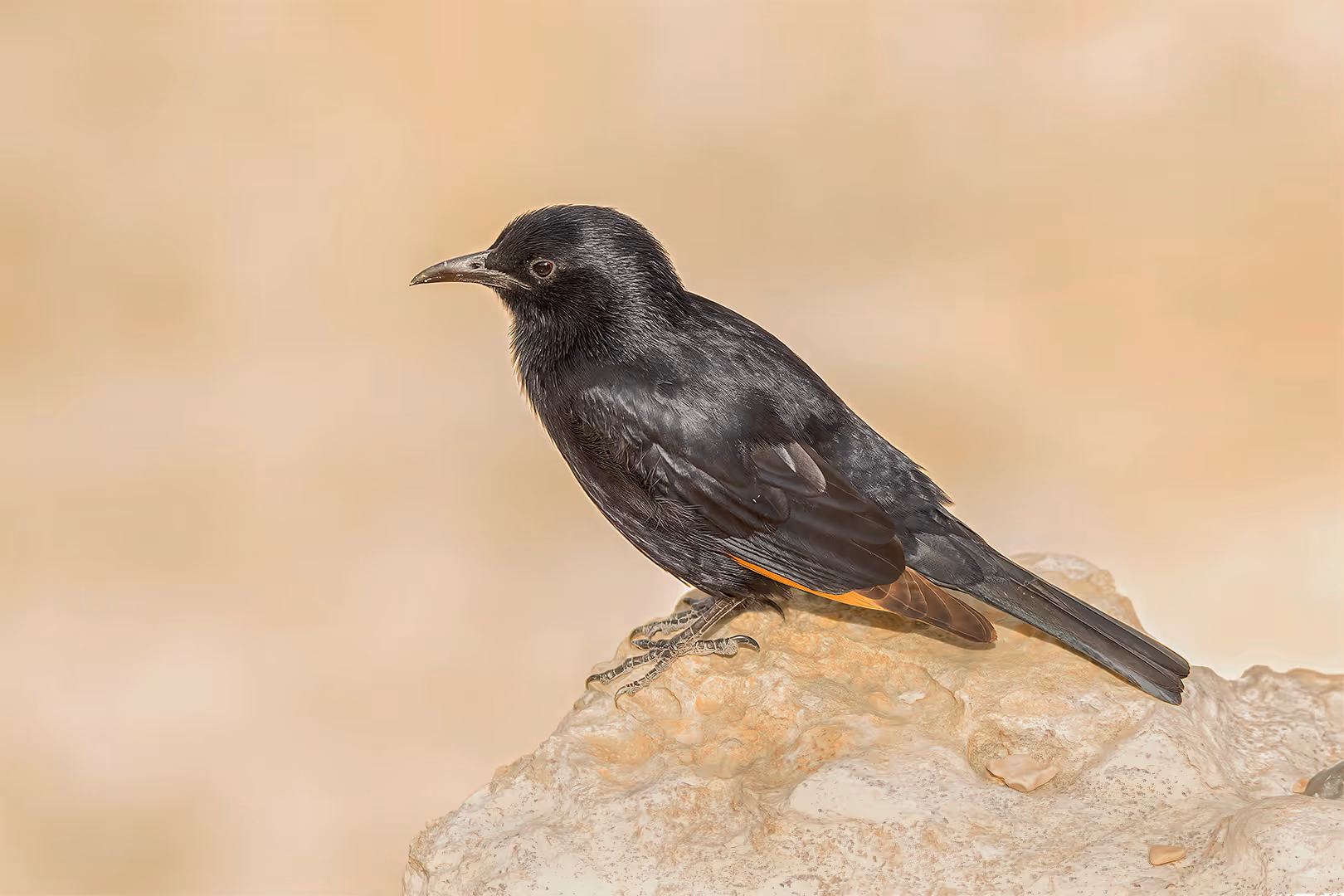 טריסטרמית על סלע