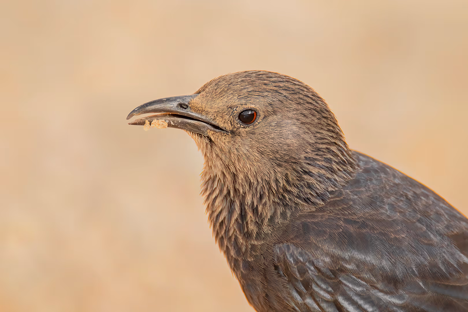 טריסטרמית בתקריב