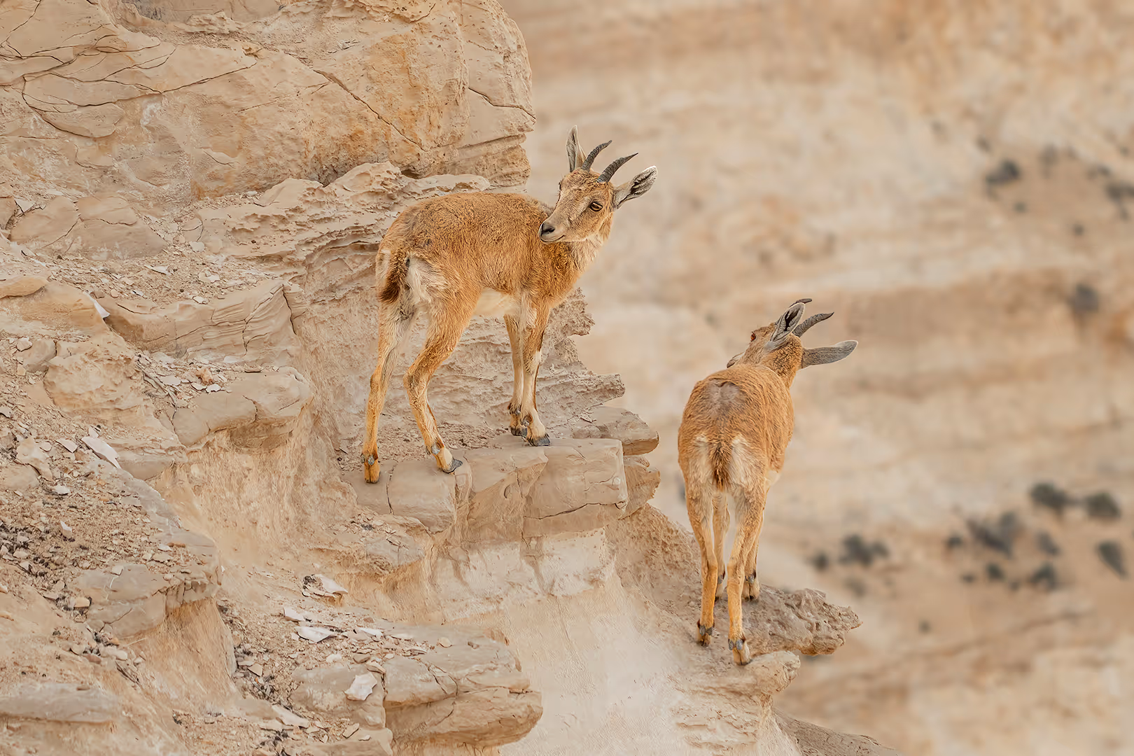 זוג יעלים נוביים על המצוק
