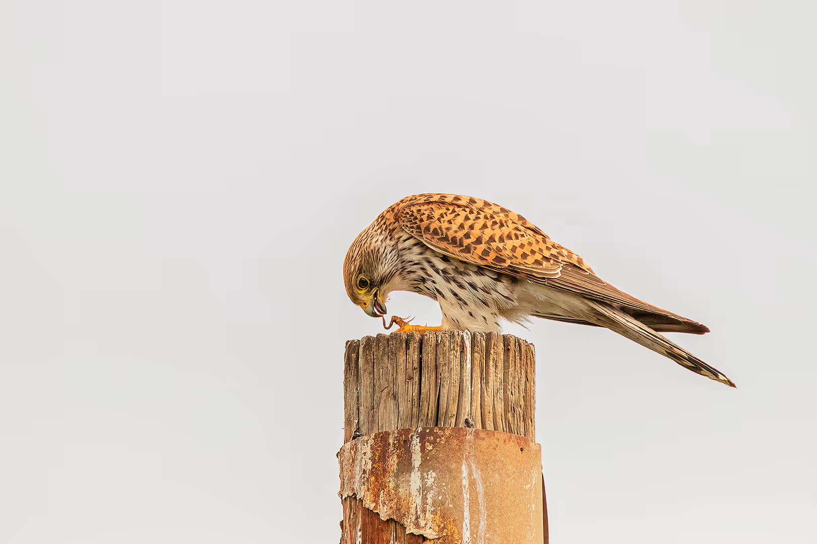 בז מצוי אוכל נדל על עמוד