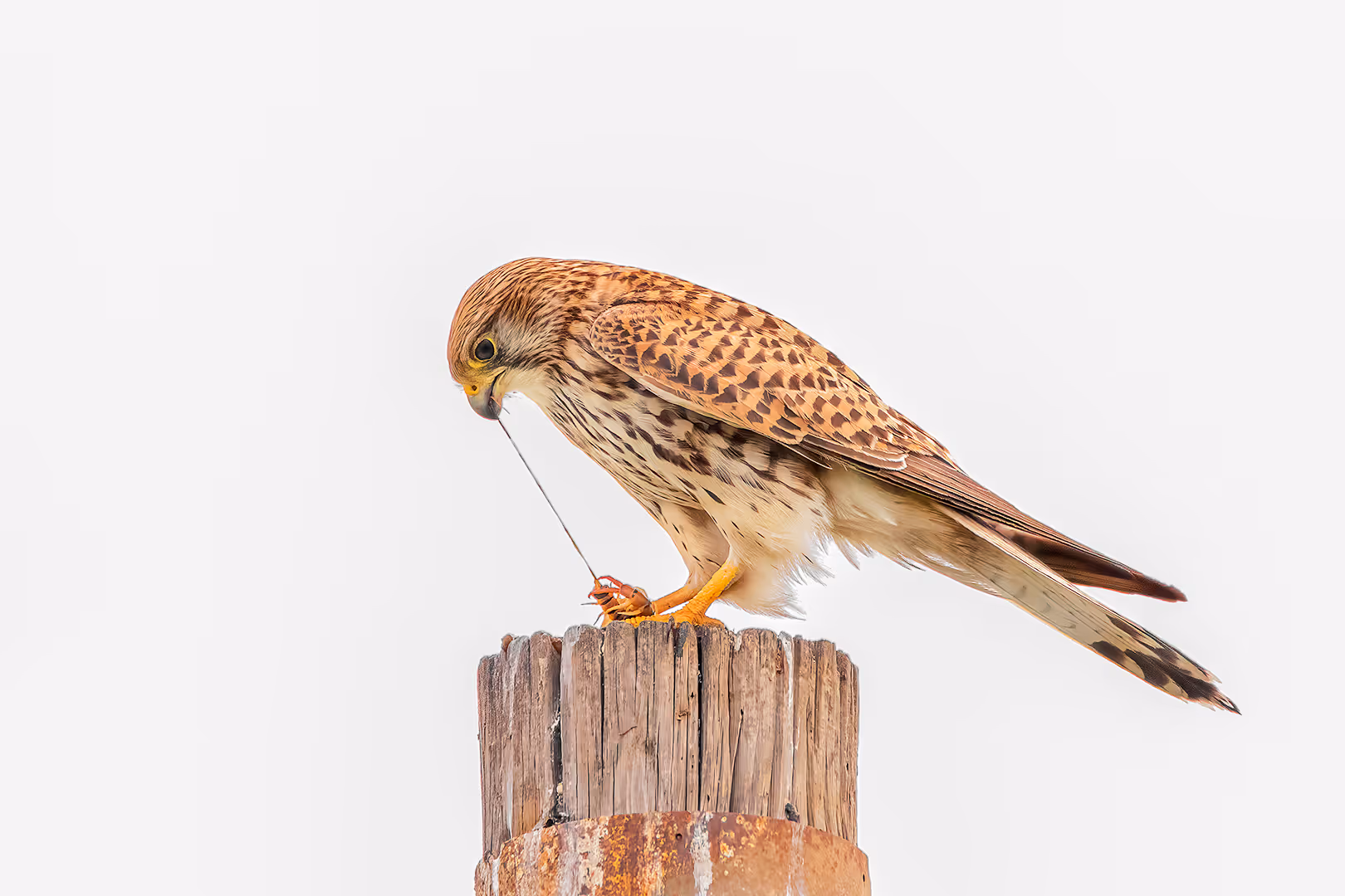 בז מצוי אוכל נדל על עמוד