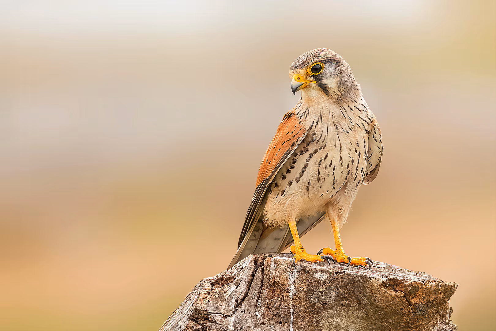 בז מצוי על גזע עץ
