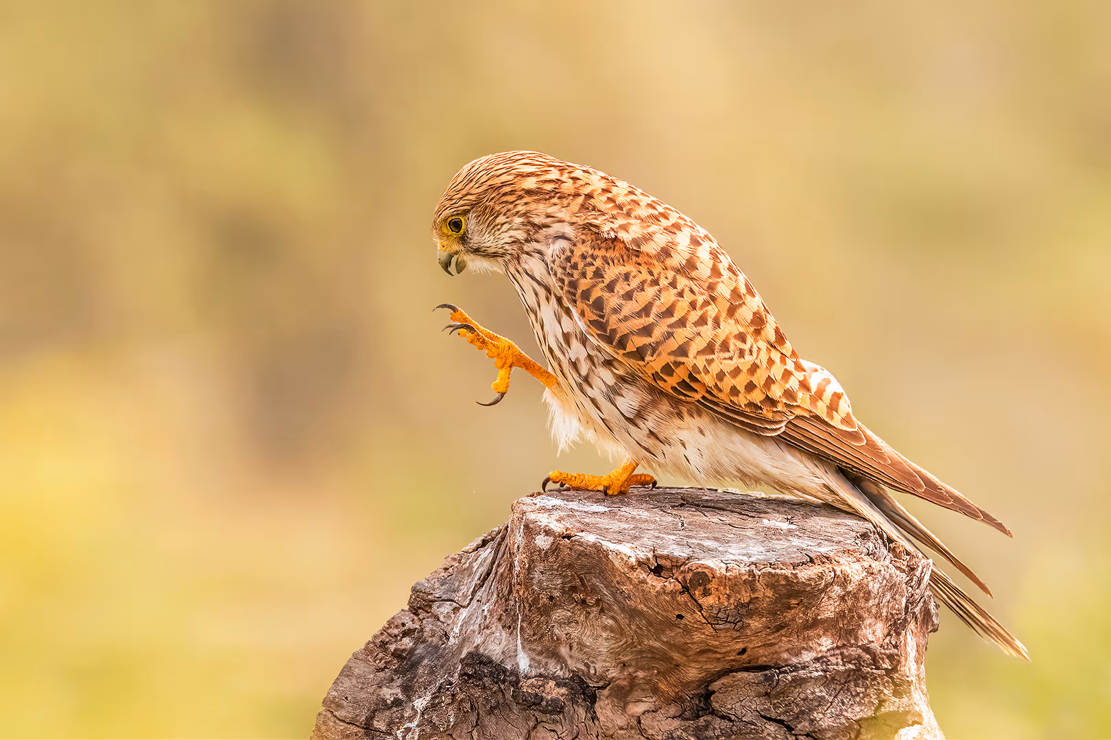 בז מצוי בוחן את טופריו על גזע עץ