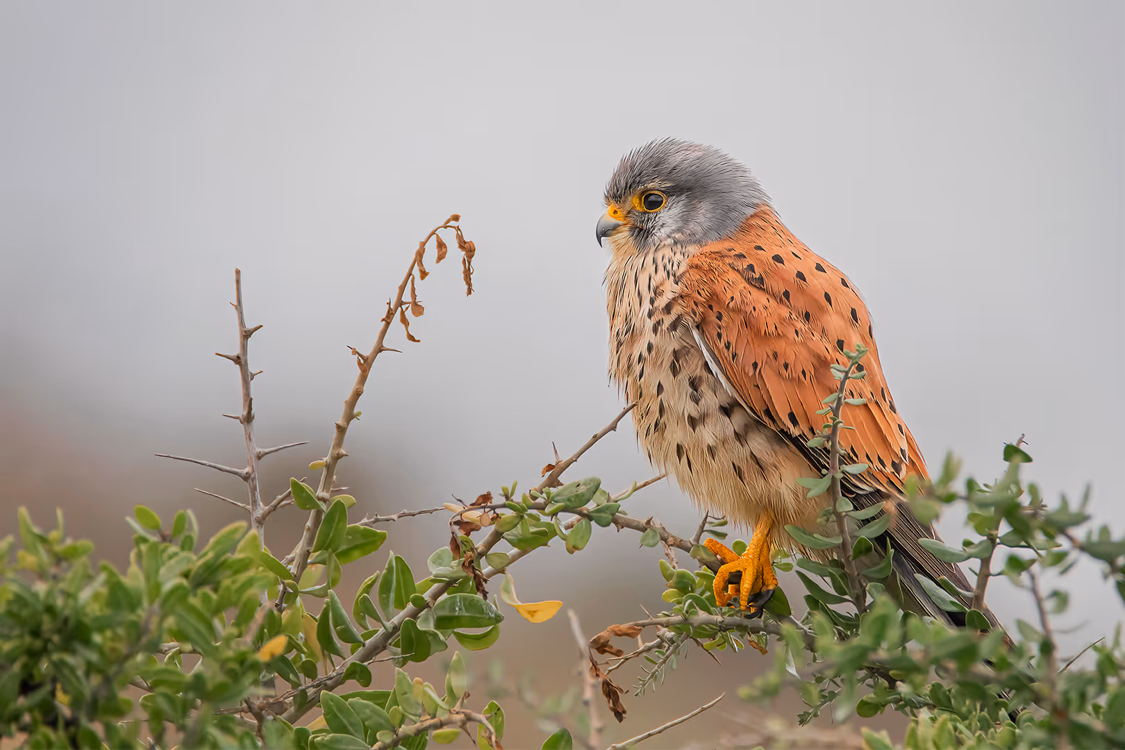 בז מצוי על שיח ביום סגרירי