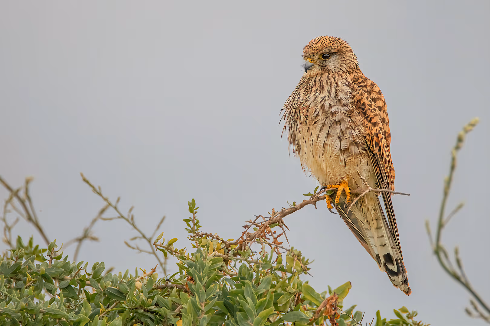 בז מצוי רטוב על שיח ביום סגרירי 