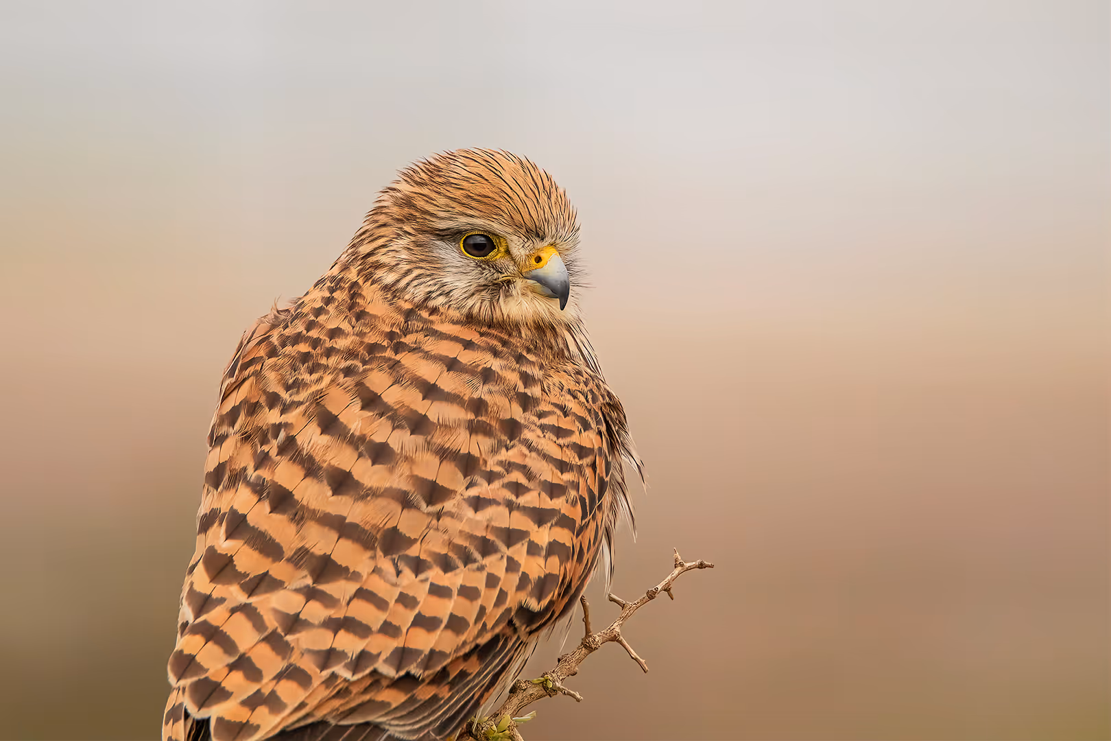 בז מצוי רטוב בתקריב ביום סגרירי
