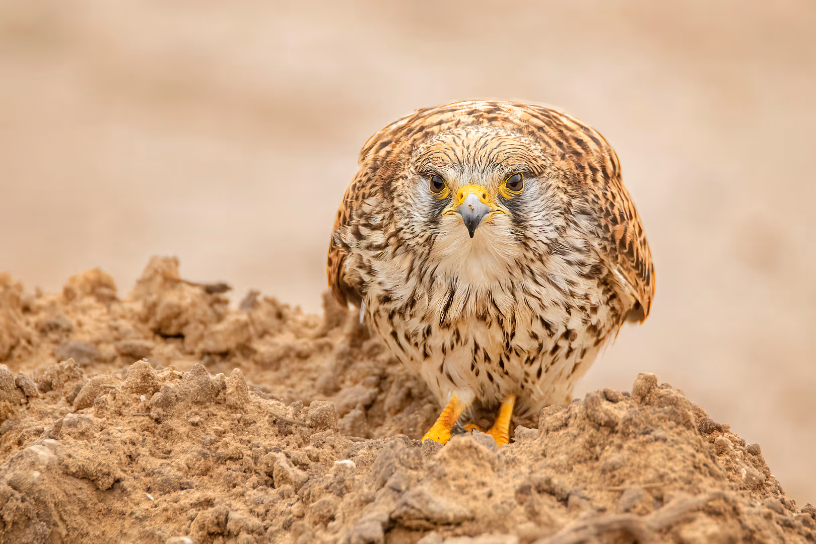 בז מצוי מישיר מבט למצלמה
