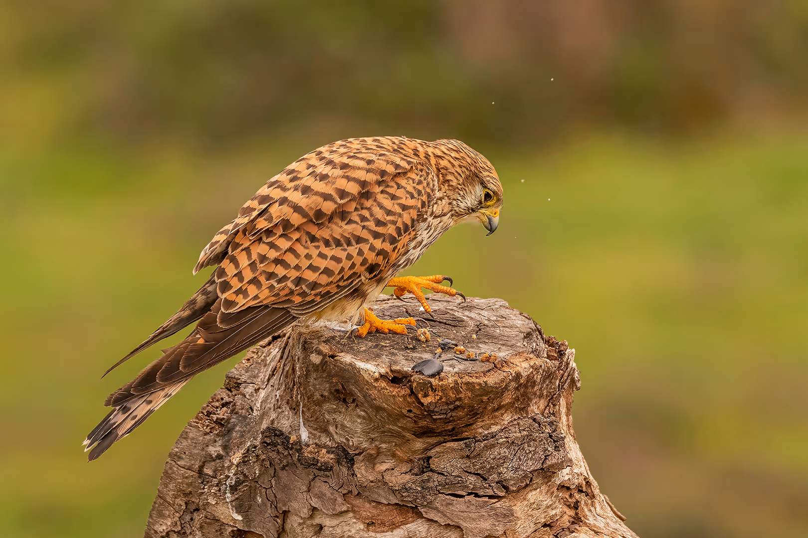 בז מצוי מפרק חיפושית על גזע עץ