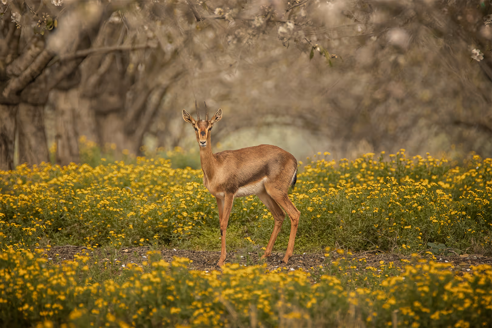 צבי ארץ ישראלי במטע שקדיות
