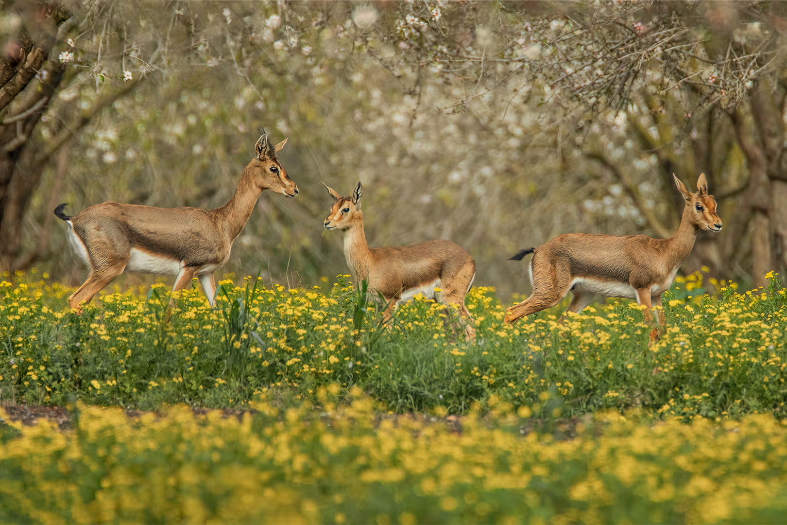 צבאים ארץ ישראליים במטע שקדיות 
