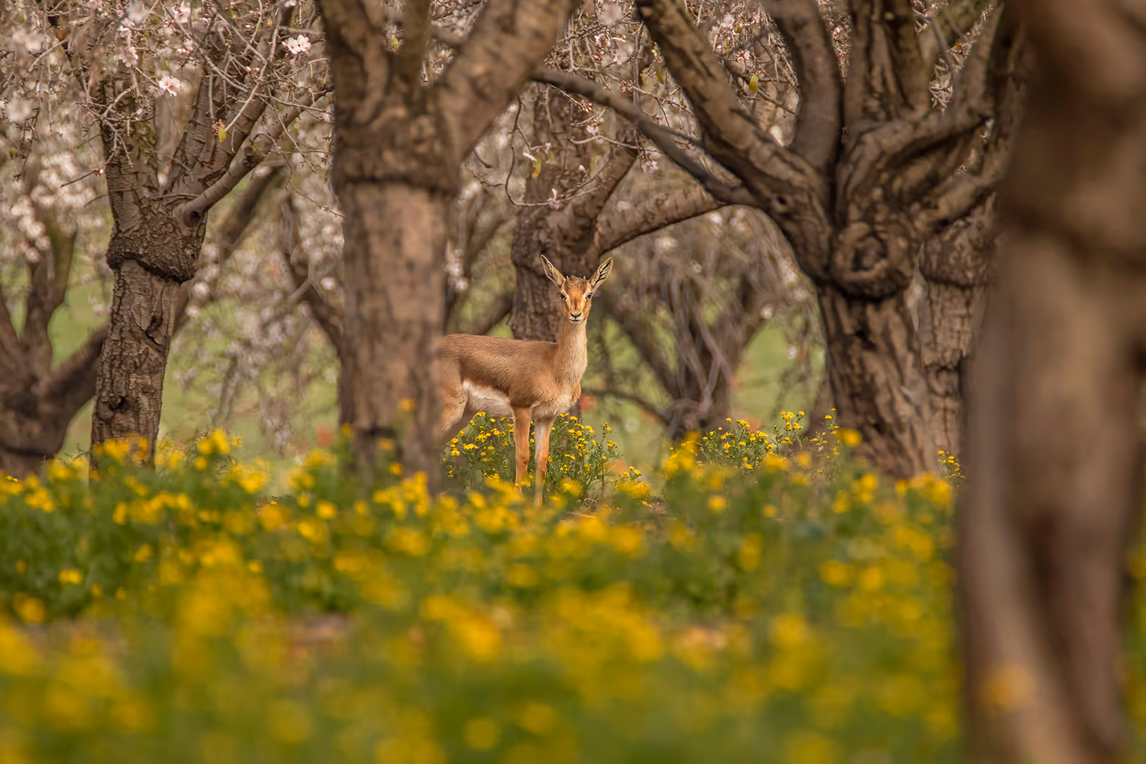 צבי ארץ ישראלי במטע שקדיות