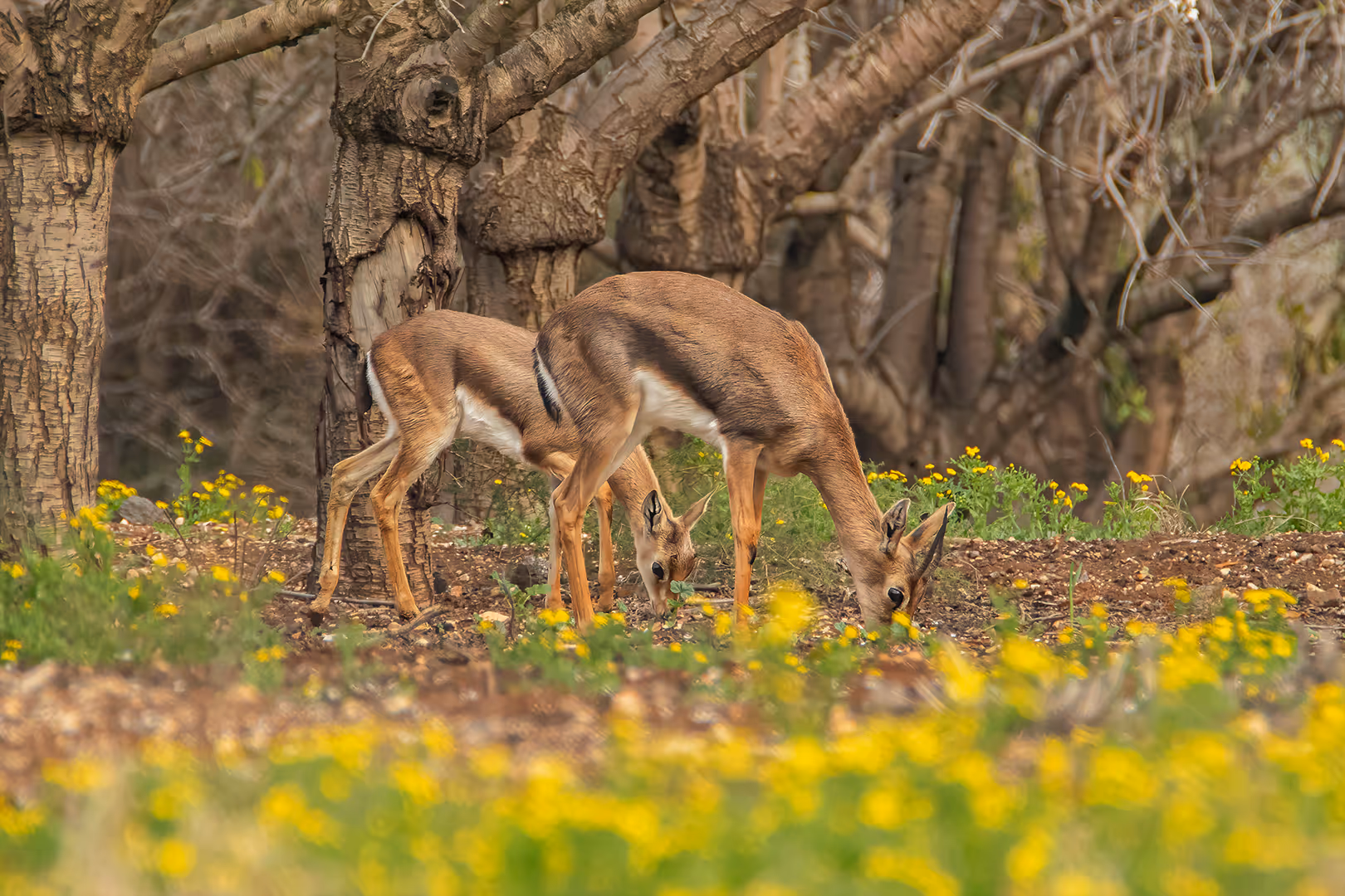 צבאים ארץ ישראליים אוכלים במטע שקדיות