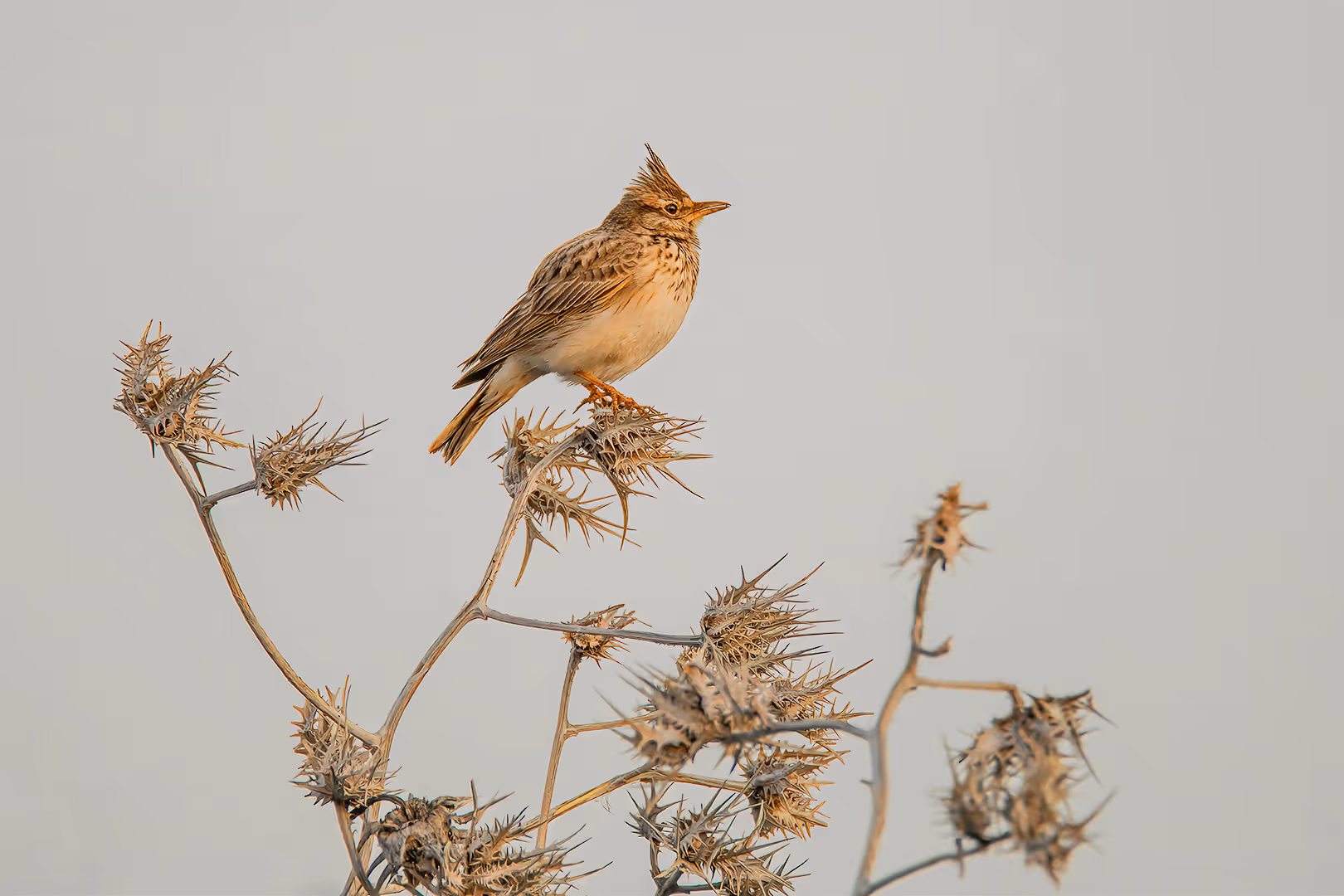 עפרוני מצויץ על קוץ
