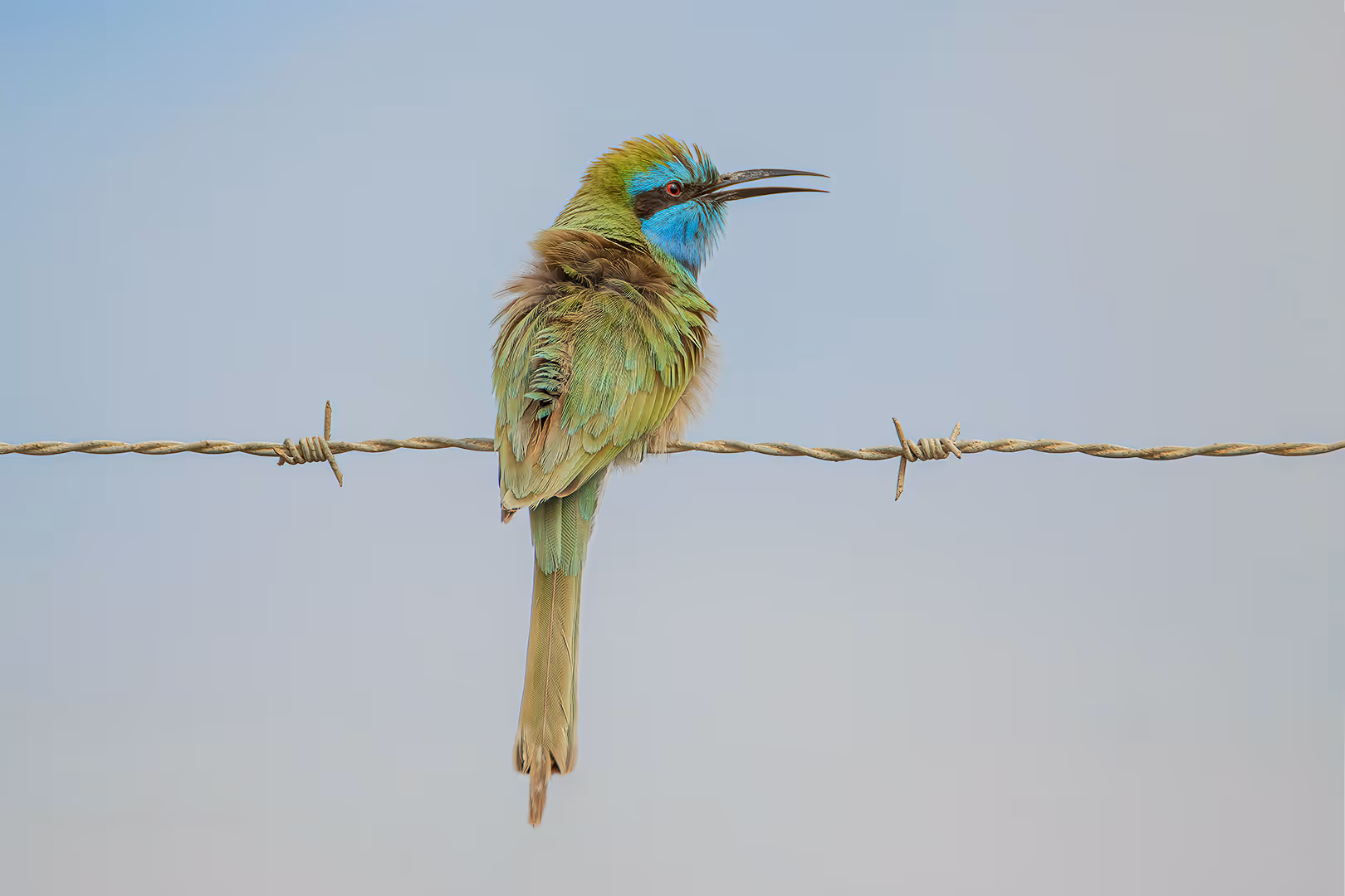 שרקרק גמדי על תיל
