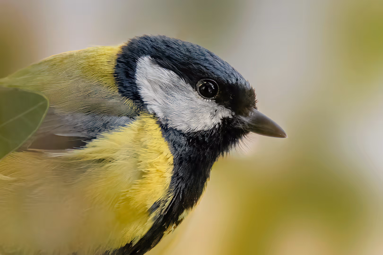 ירגזי מצוי בתקריב
