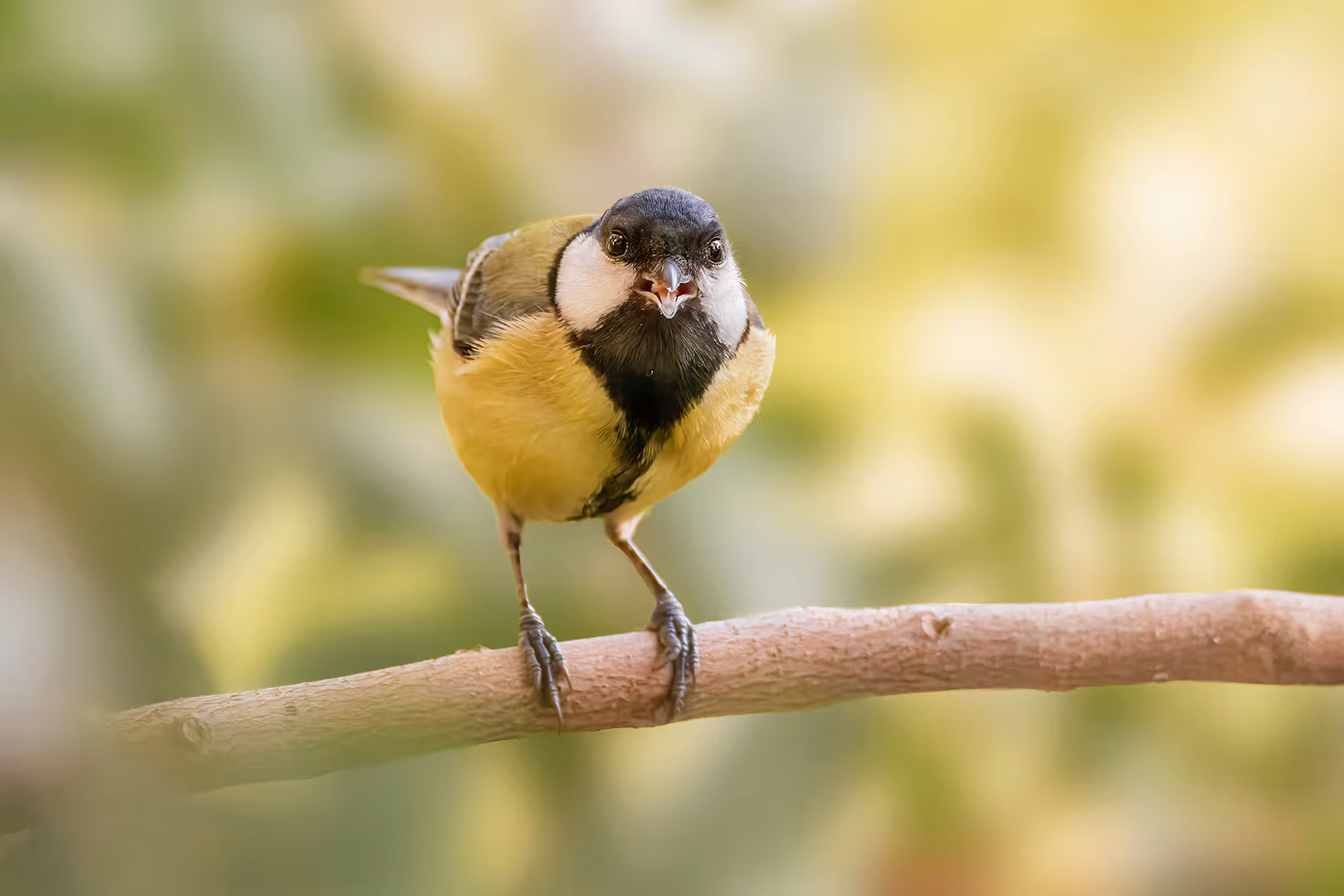ירגזי מצוי אוכל על ענף