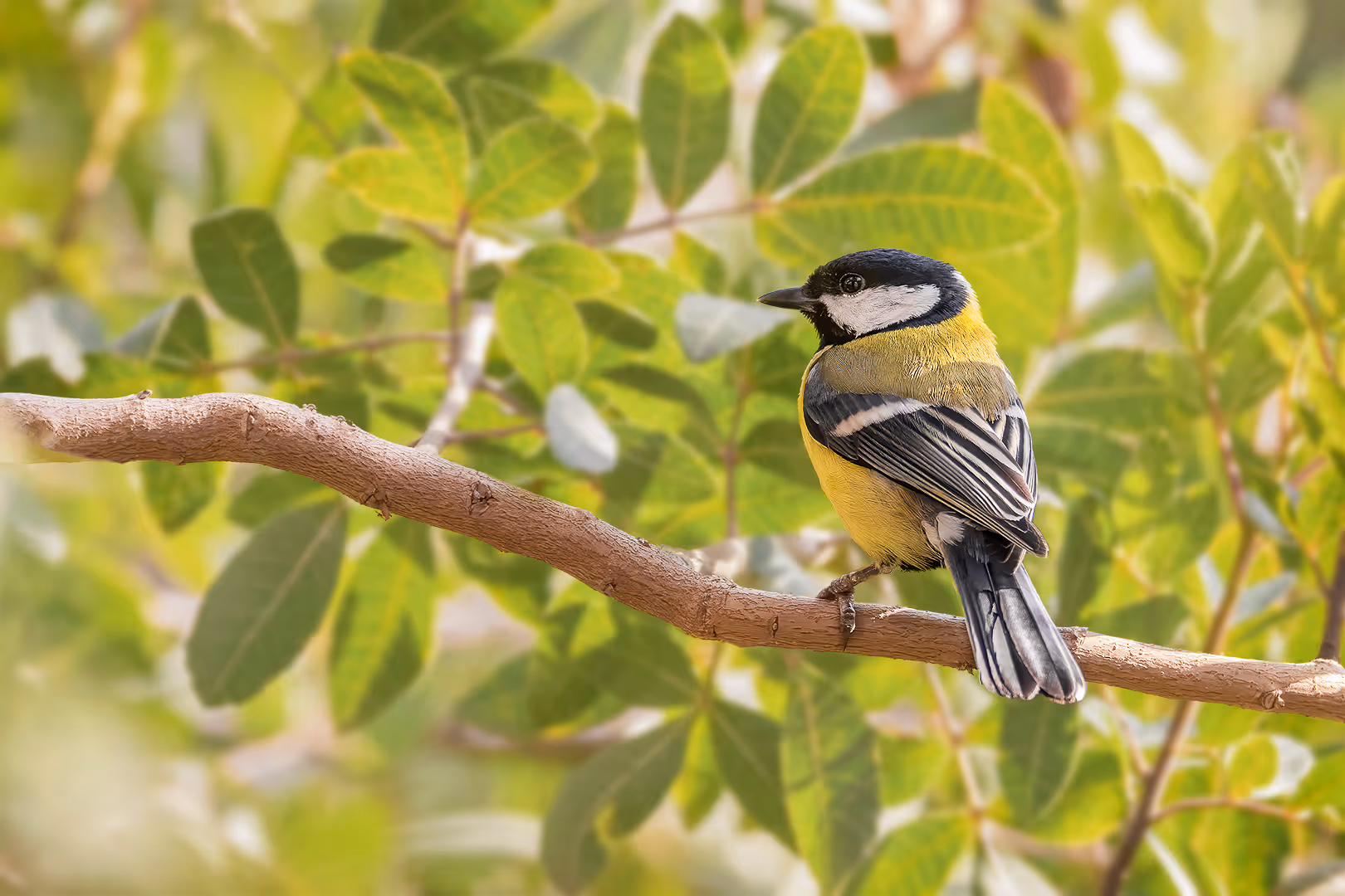 ירגזי מצוי על ענף