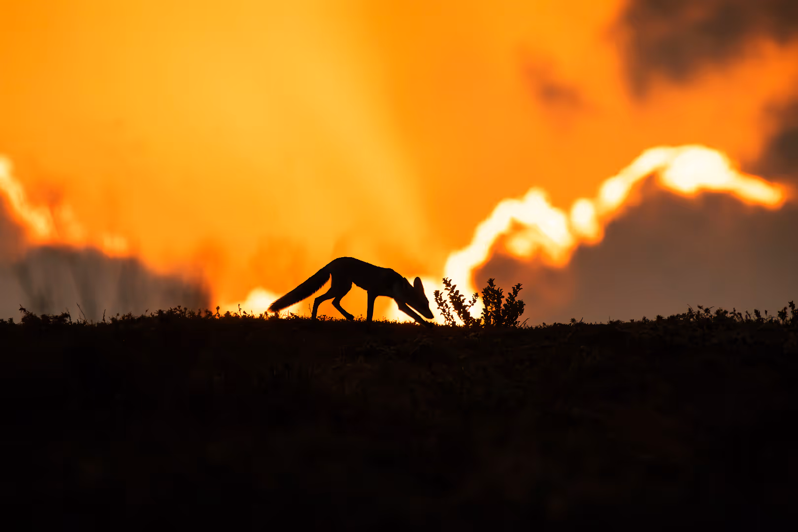 צללית שועל מצוי על רקע השקיעה