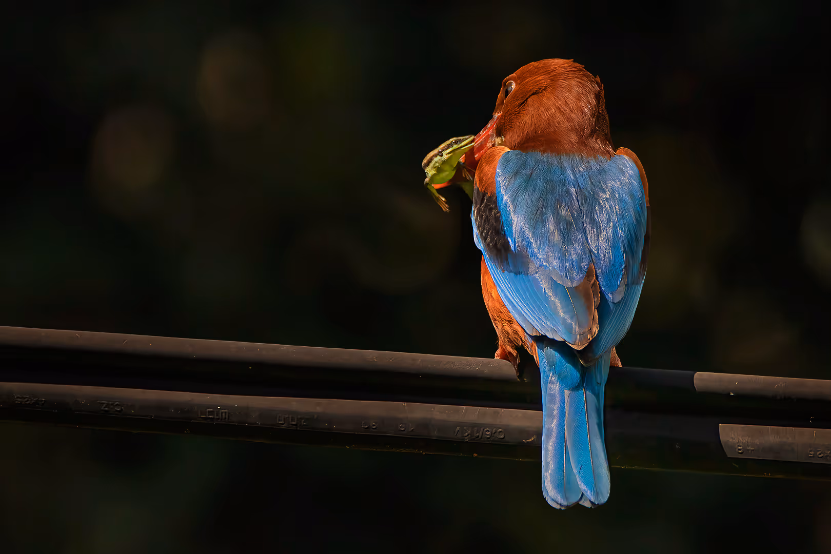 שלדג לבן חזה בנשיקה עם לטאה זריזה