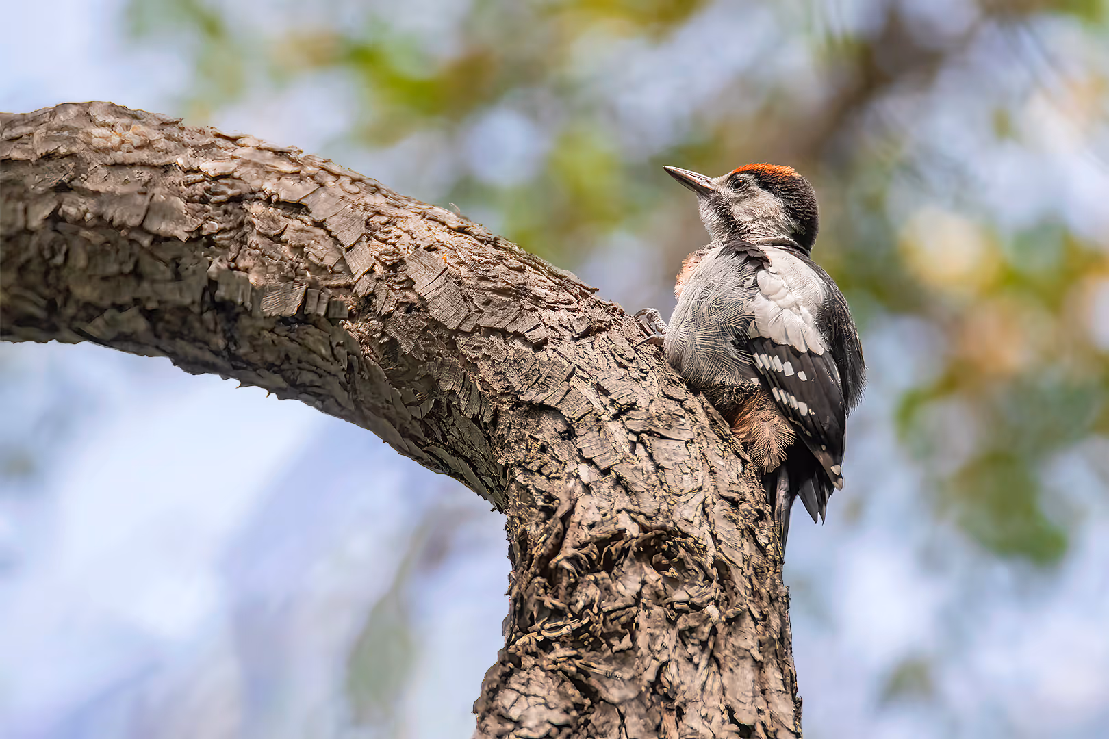 פרחון של נקר סורי על ענף
