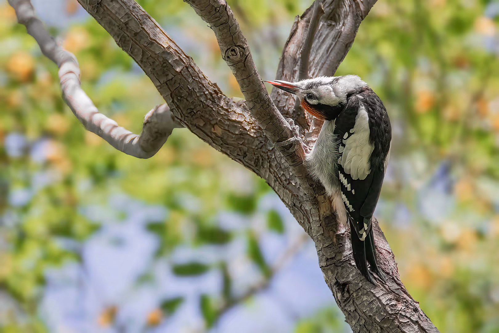 נקר סורי עם ראש הפוך ולשון בחוץ 
