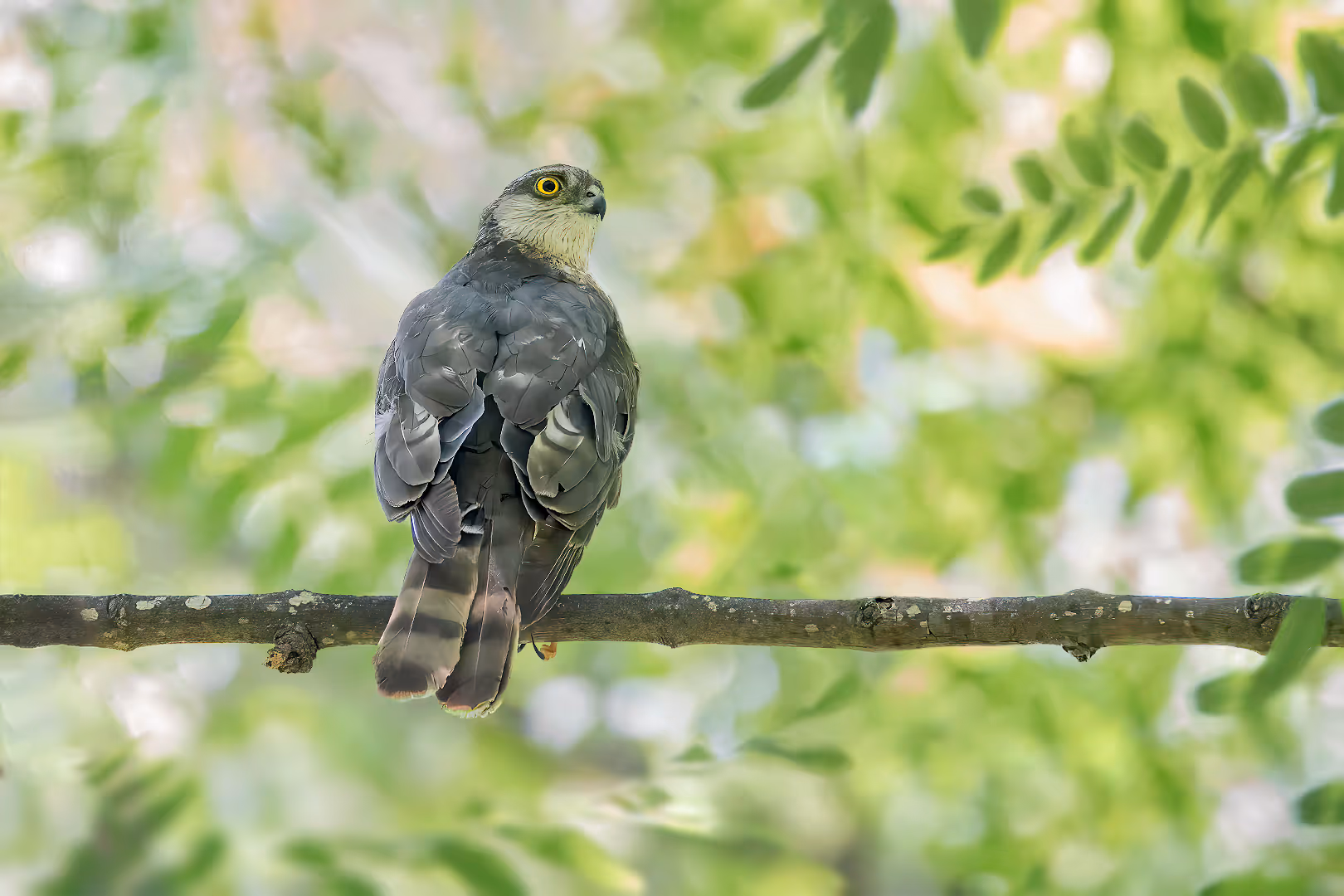 נץ מצוי מאחור על ענף