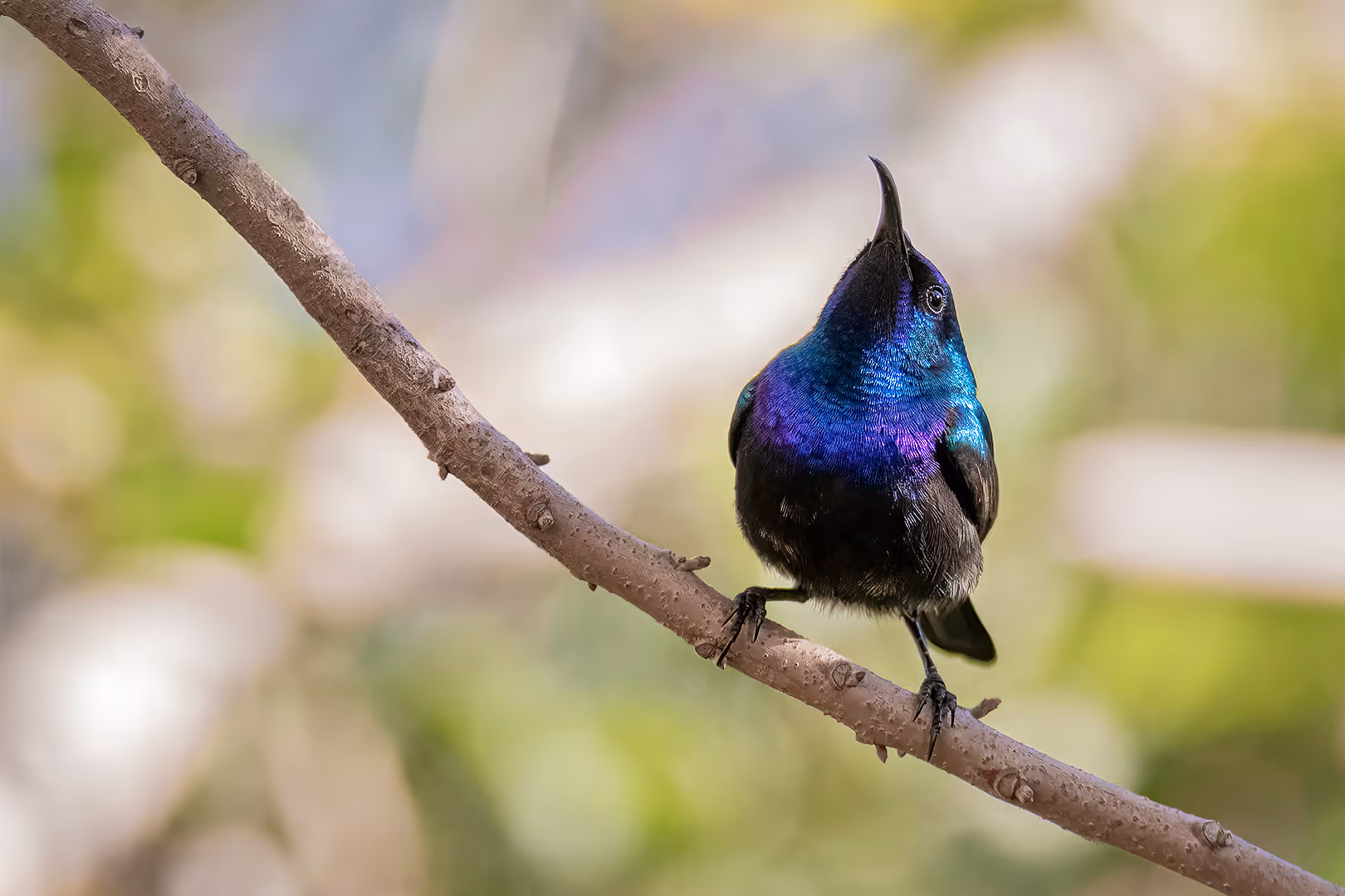 צופית בוהקת על ענף