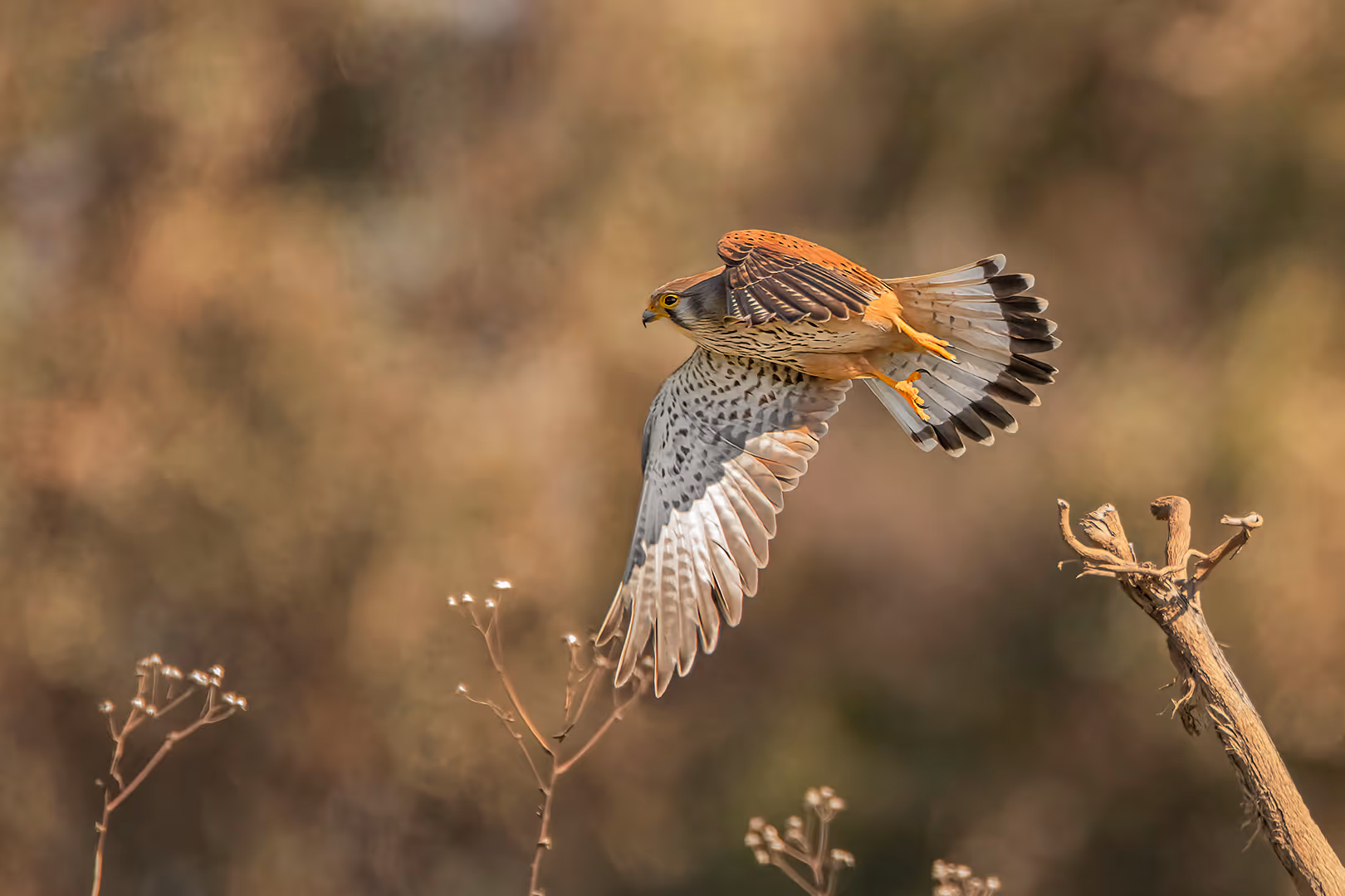 בז מצוי בתעופה